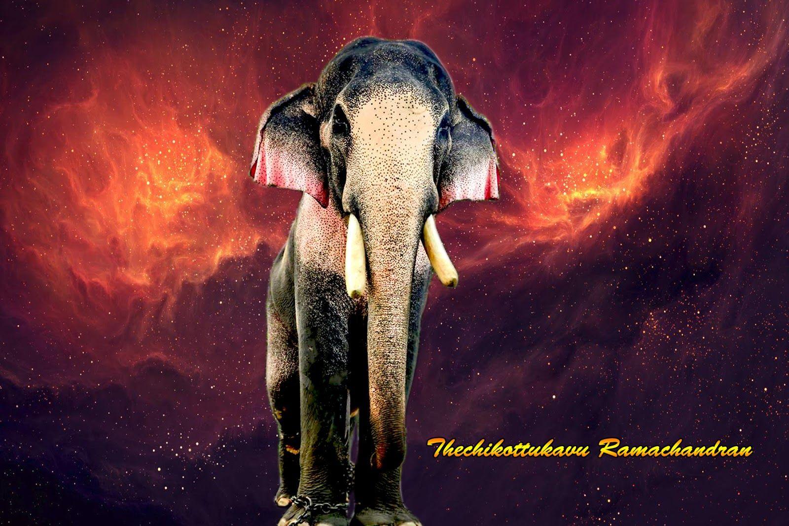 Kerala Elephant Wallpaper HD 1080p
