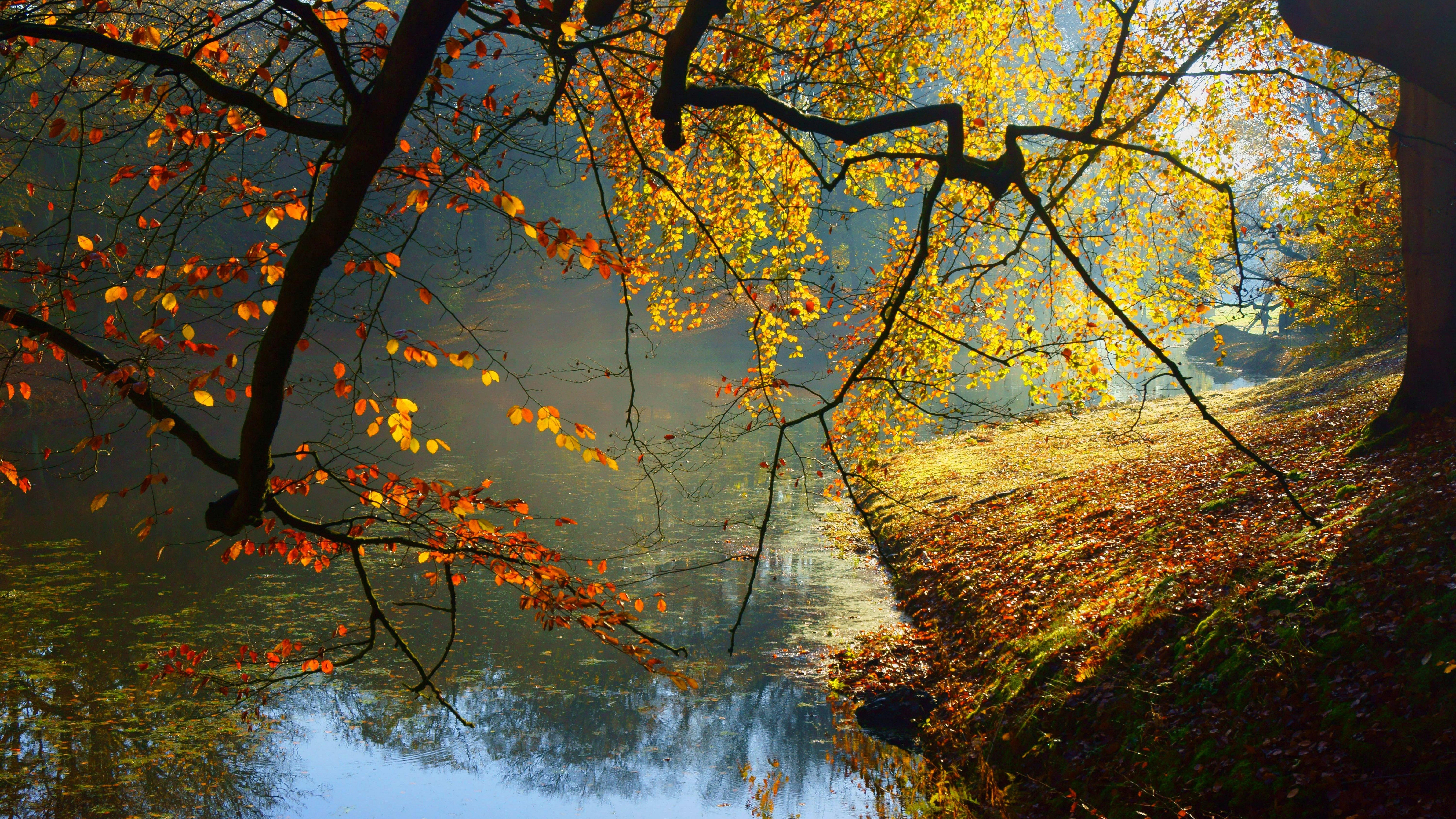 8k Wallpaper Nature Inspired Wide Autumn Wallpaper & Background Download