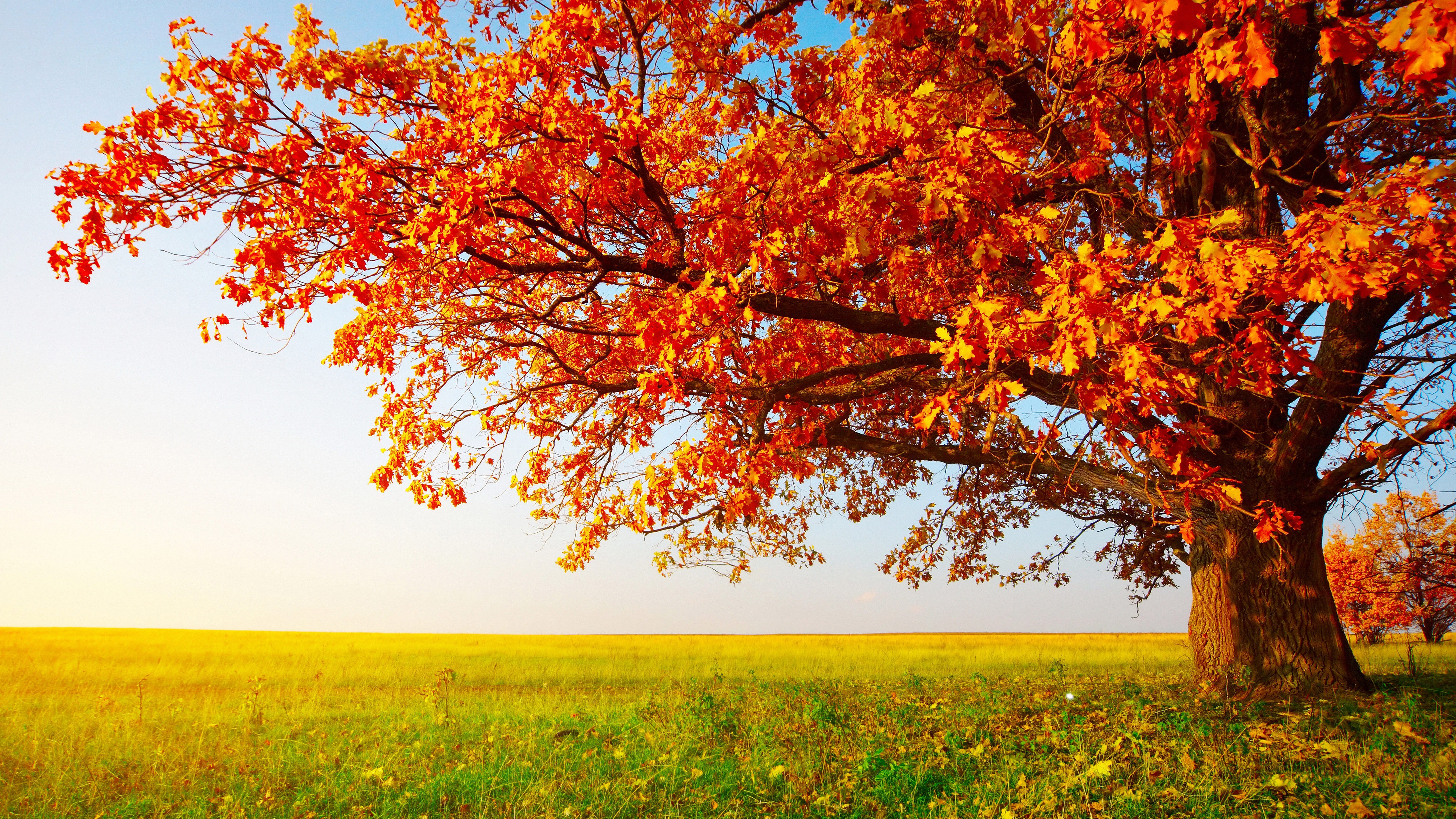 8k wallpaper fall landscape. Árboles en otoño, Fondos de pantalla paisajes, Paisaje de otoño