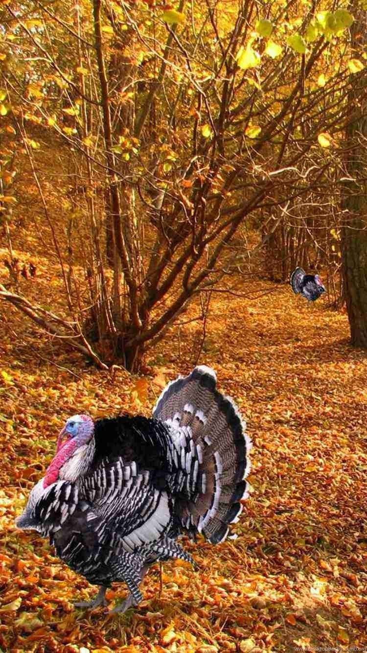 Turkey Animals 2015 Thanksgiving iPhone 6 Wallpaper Fall Leaf. Desktop Background