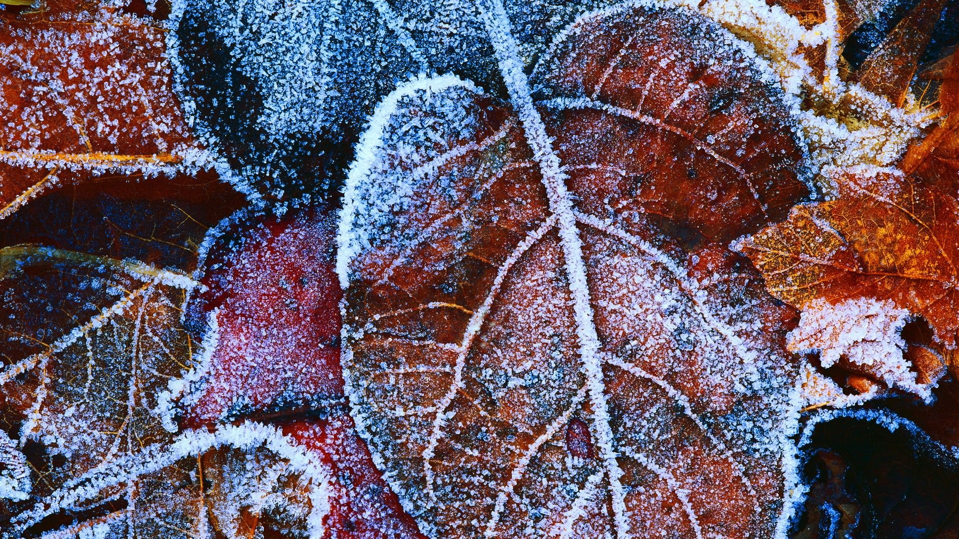 winter, snow, leaf wallpaper
