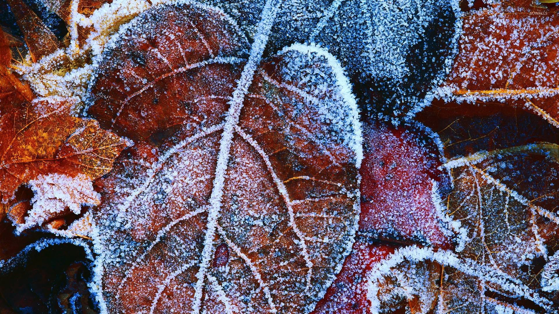 Frosty leaves wallpaper wallpaper