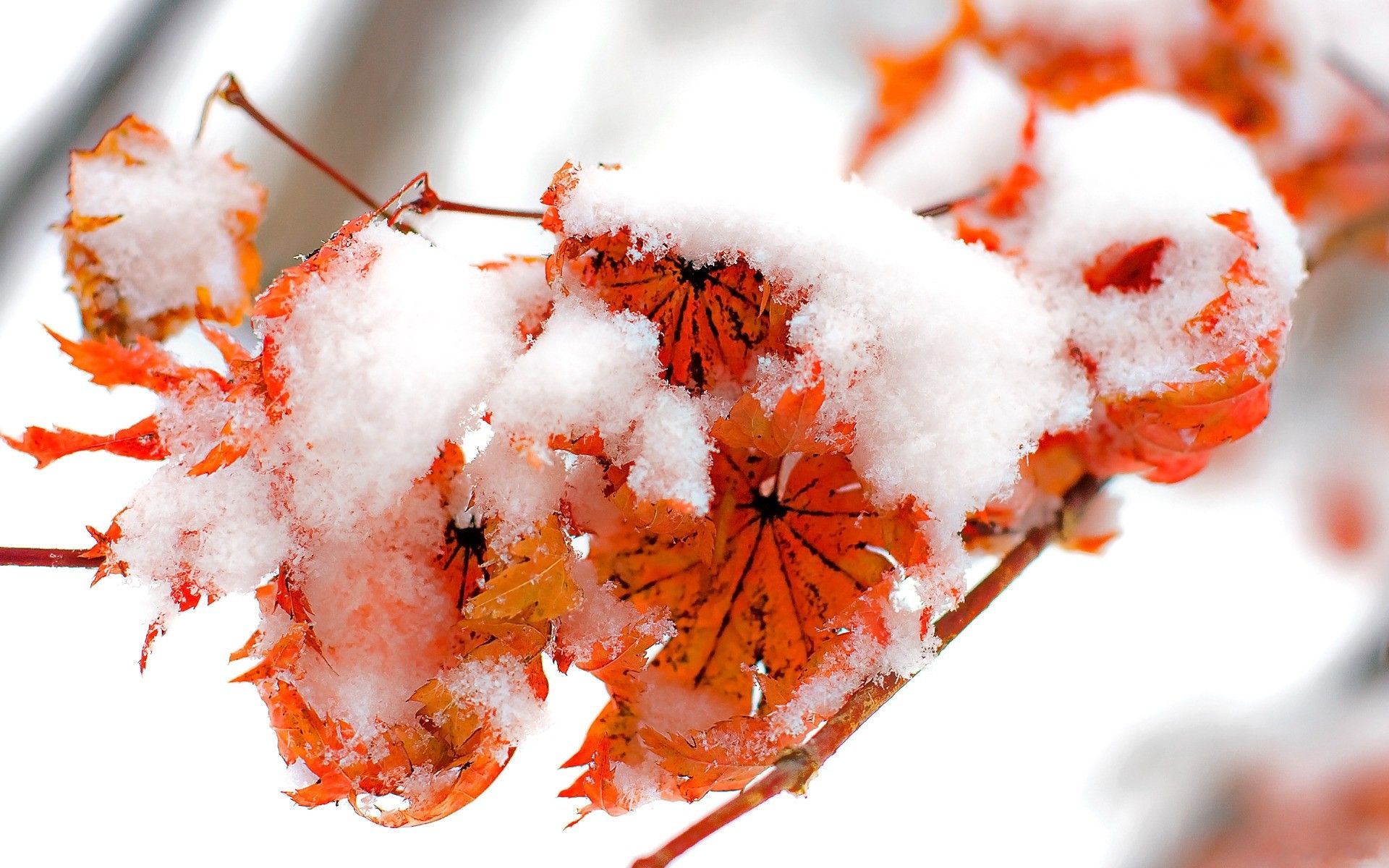 ice, Nature, Winter, Snow, Leaf, Autumn, Red, Orange, Leaves, Cold, Frozen Wallpaper HD / Desktop and Mobile Background