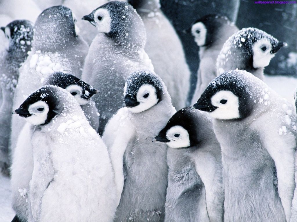 animalwallpaperhome: Beautiful Penguins Wallpaper