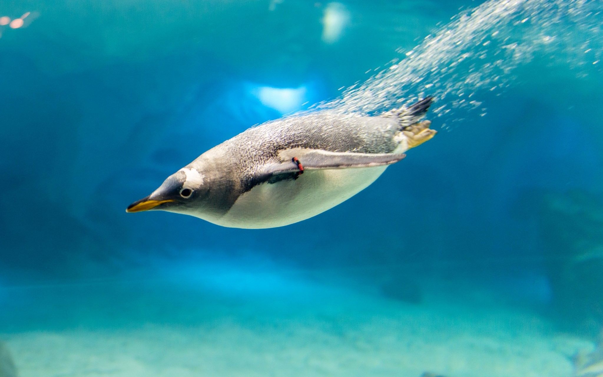 Autumn Penguin Wallpapers - Wallpaper Cave