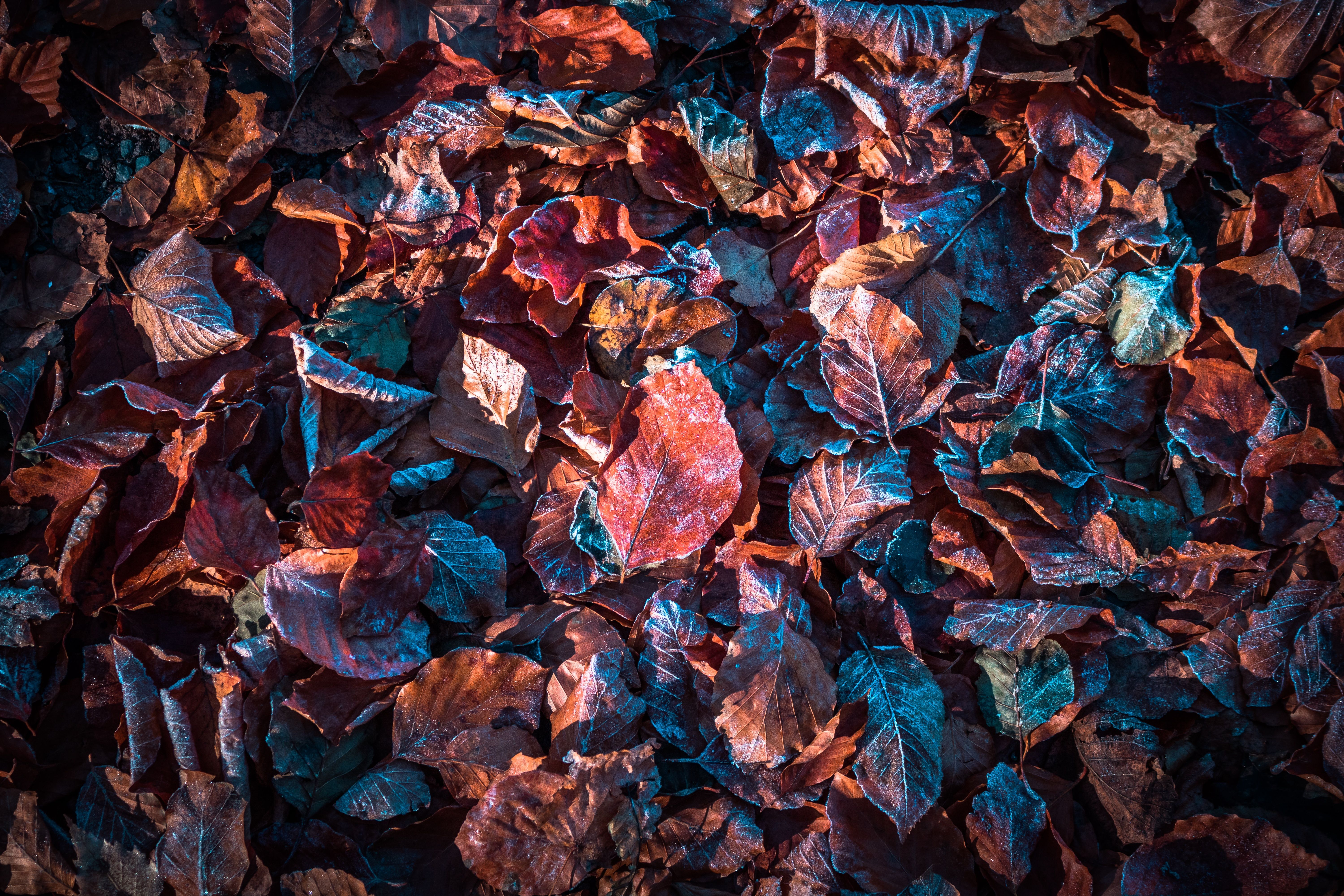 Autumn leaves 4K Wallpaper, Purple, Snow, Frost, Winter, Daytime, Fallen leaves, Foliage, 5K, Nature