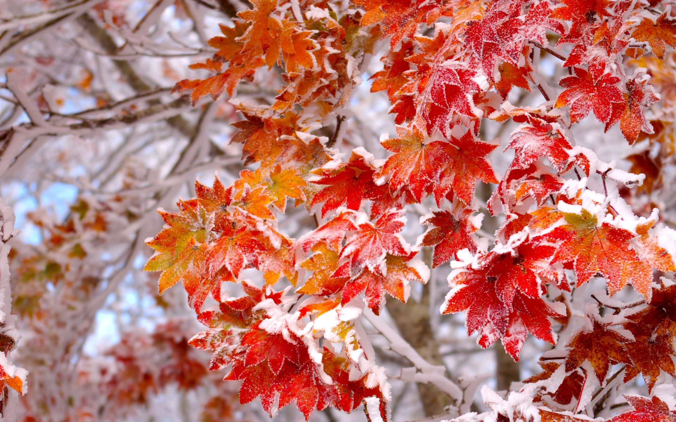Winter Leaf Wallpapers Wallpaper Cave