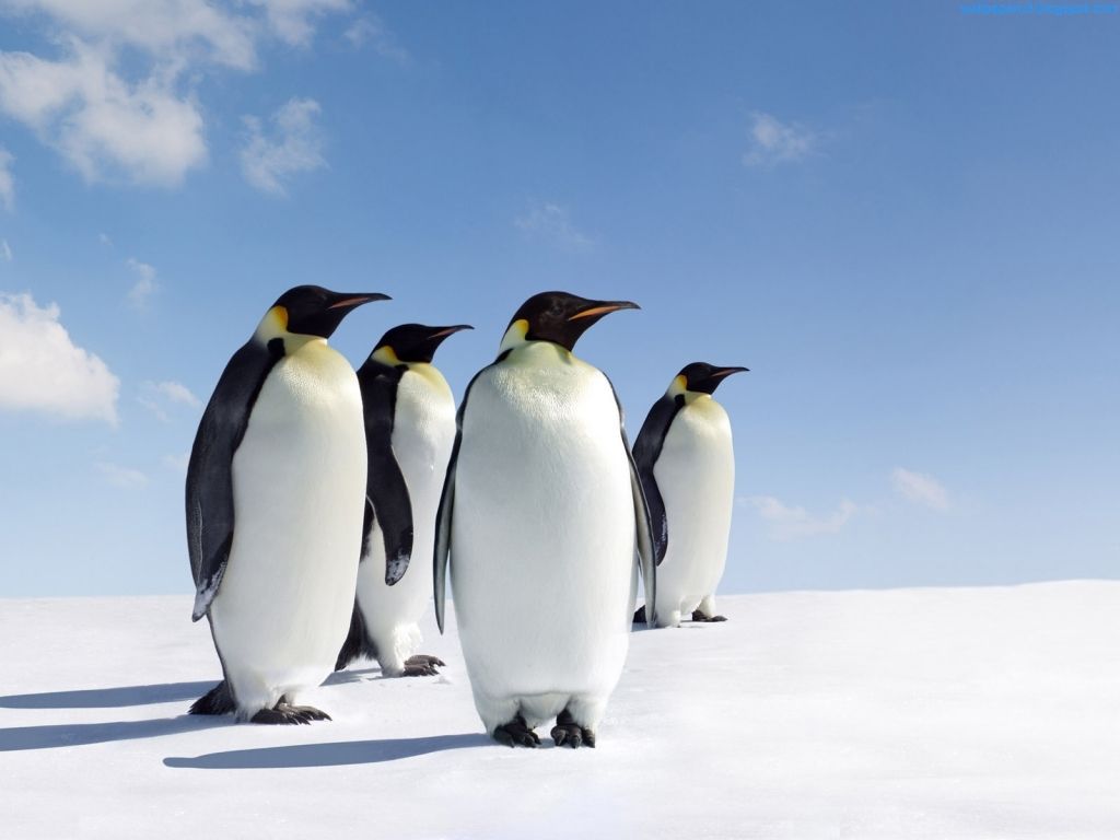 animalwallpaperhome: Beautiful Penguins Wallpaper