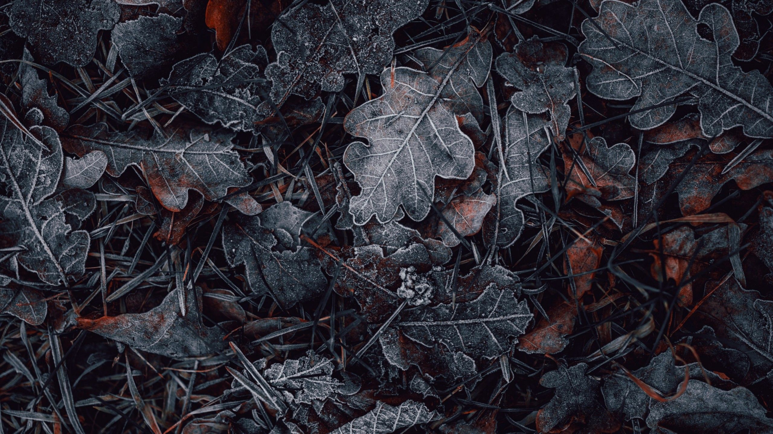 Leaves 4K Wallpaper, Frozen, Dark, Winter, Night, Photography