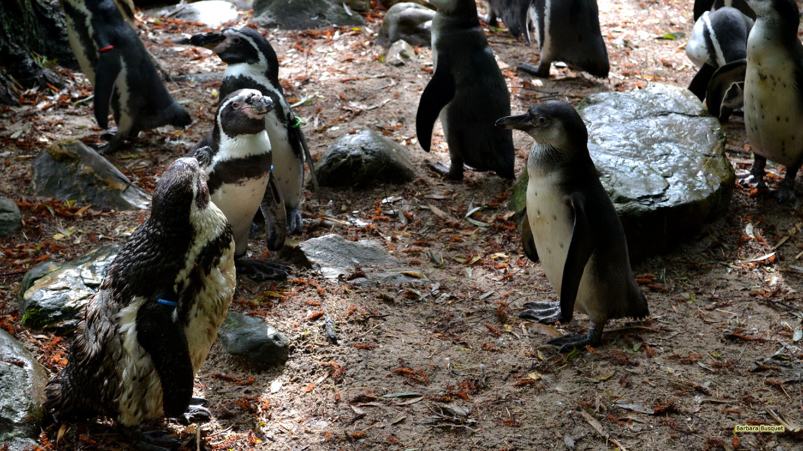 Humboldt Penguins Wallpaper's HD Wallpaper