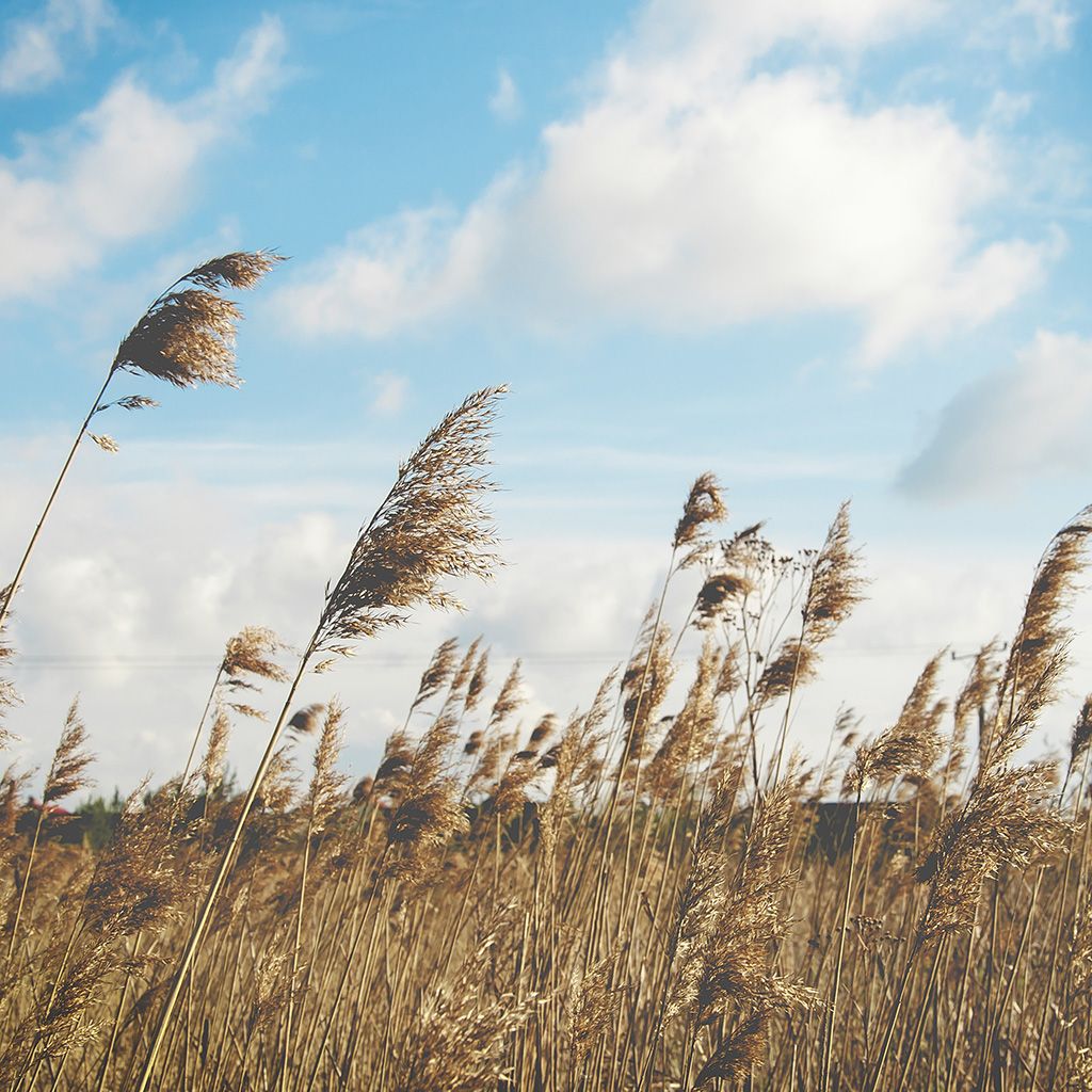 Fall Field Nature Cloud Autumn Wallpaper