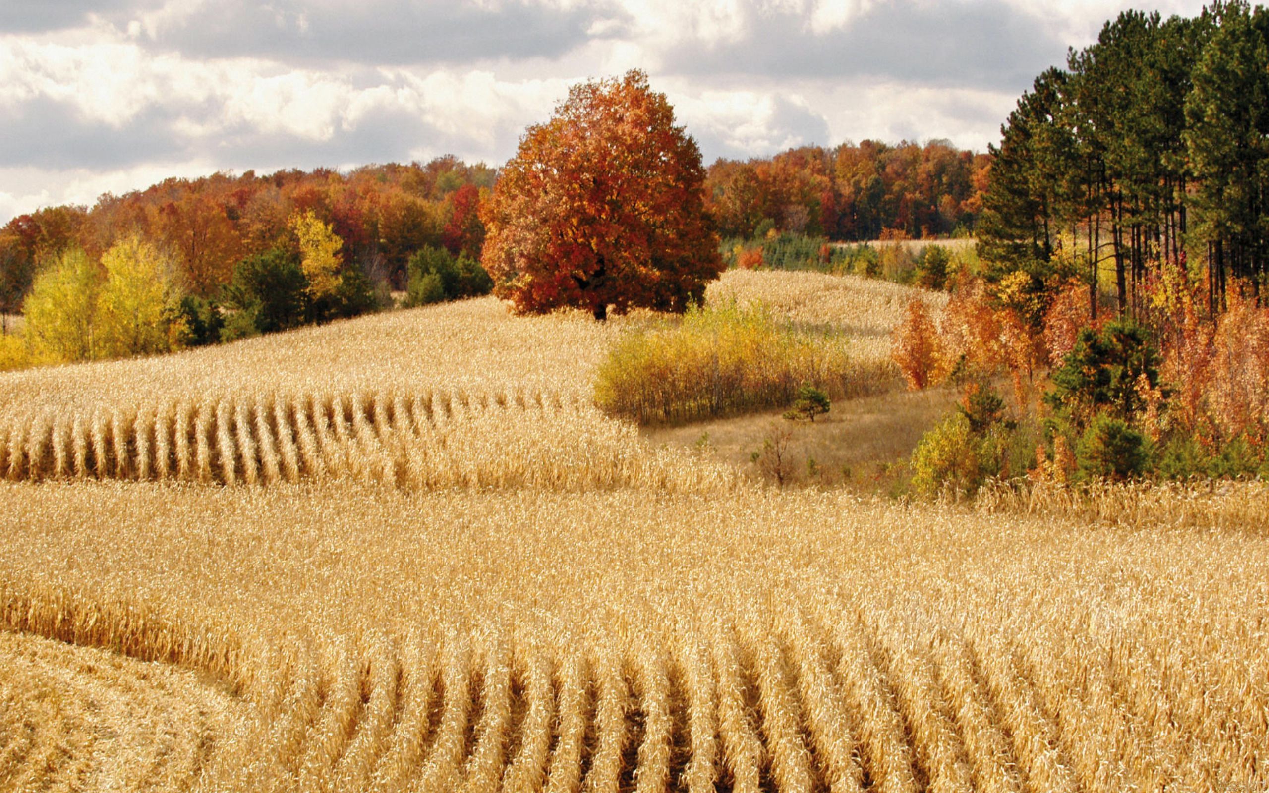 Wheat field. Autumn landscape, Landscape, Fall landscaping