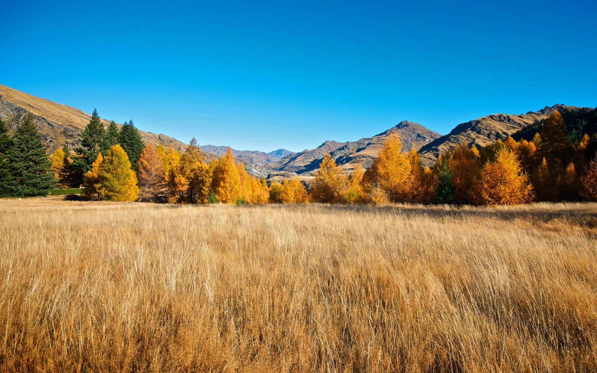 Autumn Trees Field & Canyon wallpaper. Autumn Trees Field & Canyon