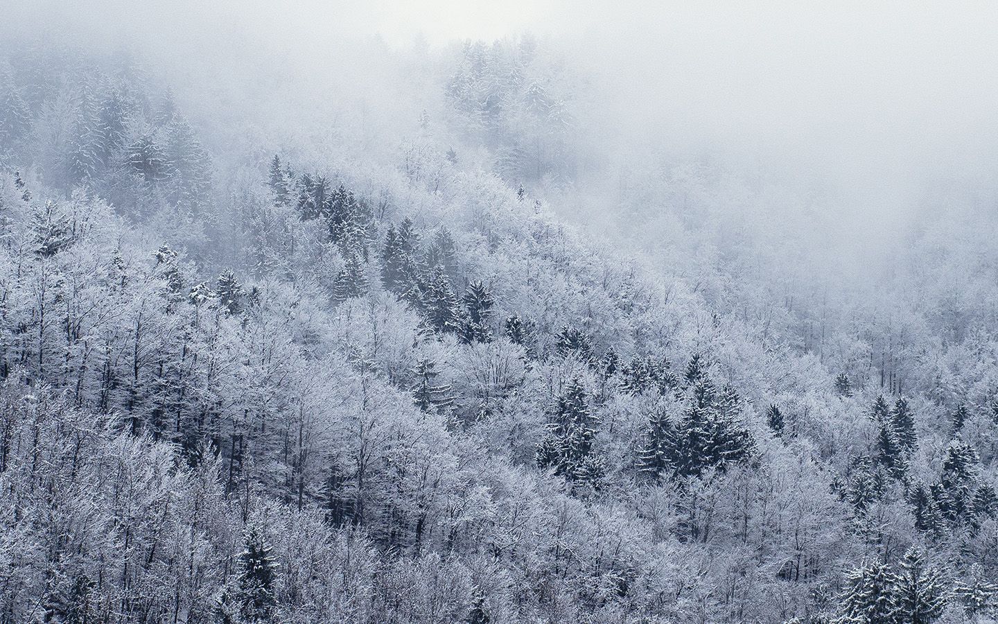 Mountain Wood Winter Christmas White Wallpaper