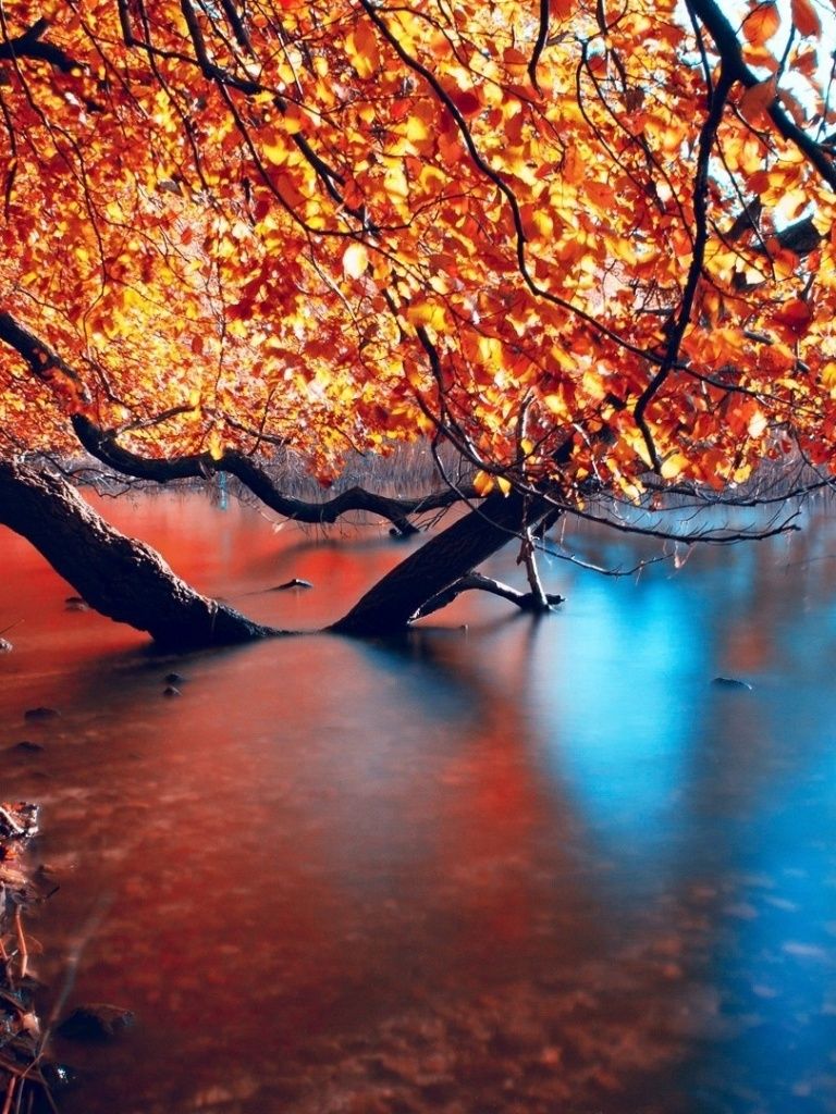 Autumn Leaves Trunk & Sea iPad wallpaper