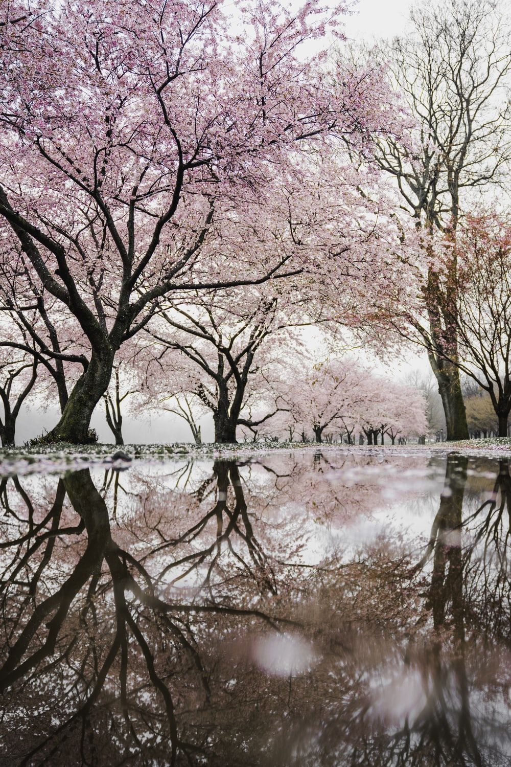 Reflection Picture. Download Free Image