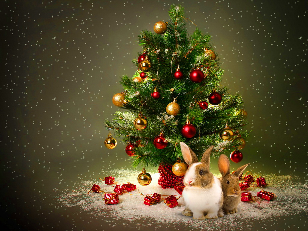 Christmas Yorkie Wallpaper