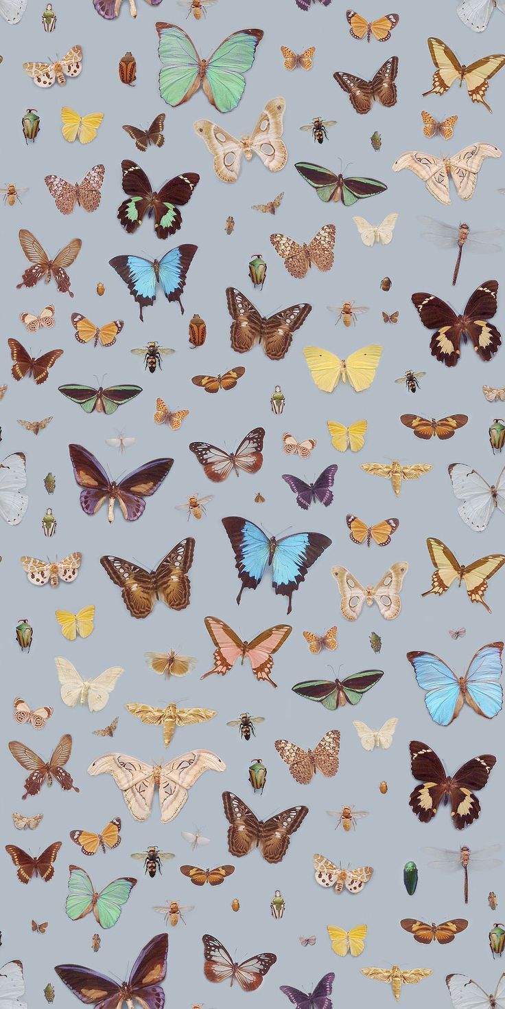 photoshop #butterflies. Butterfly wallpaper, Butterfly wallpaper iphone, Prints