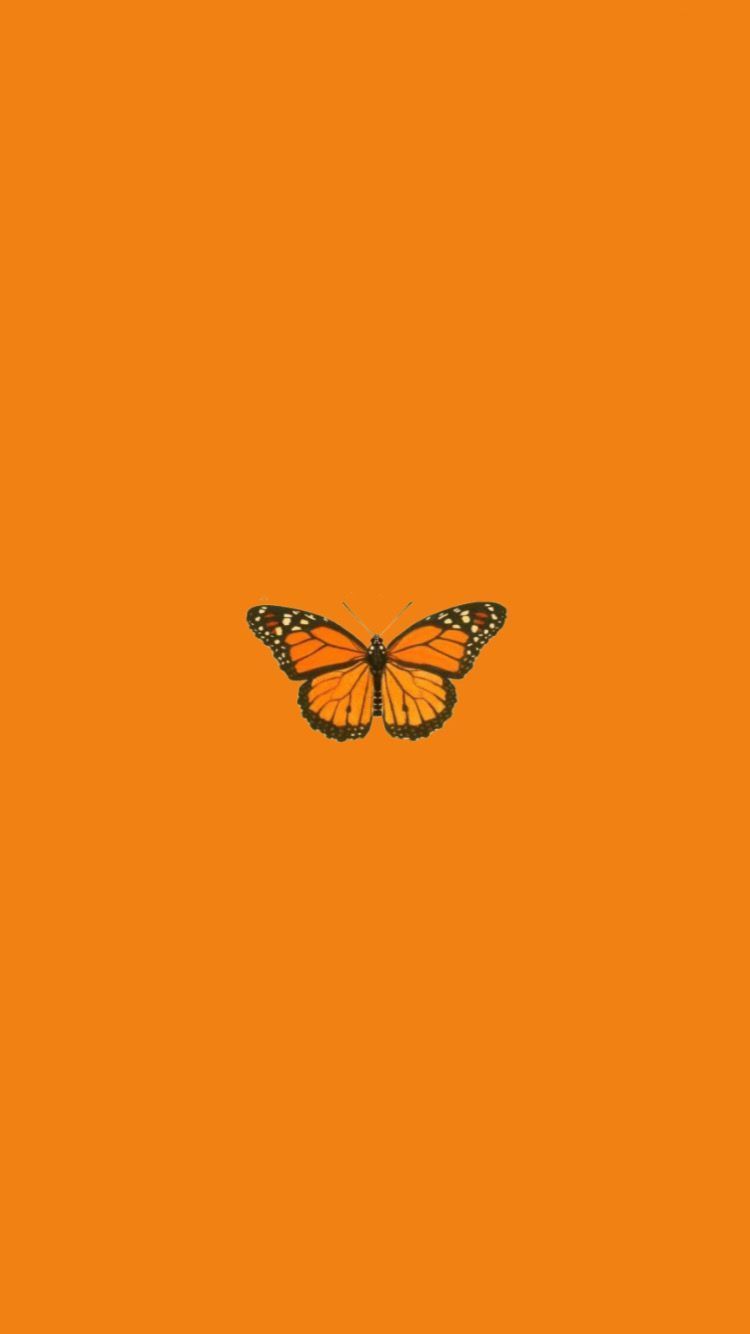 butterfly #aesthetic #trendy #wallapaper#aesthetic #butterfly #trendy #wallapaper. Orange aesthetic, Butterfly wallpaper iphone, Orange wallpaper