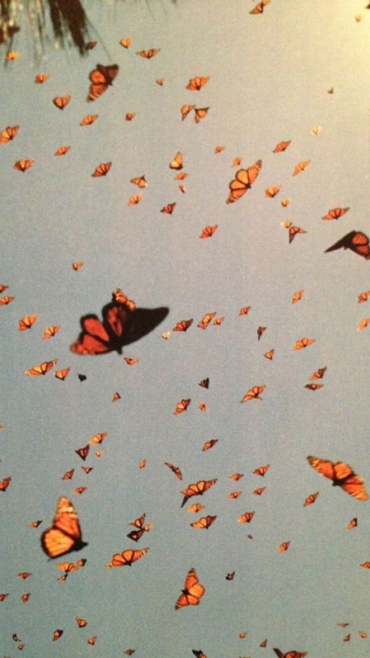 photoshop #collage #inspiration #butterflies #nature. Art collage wall, Picture collage wall, Photo wall collage