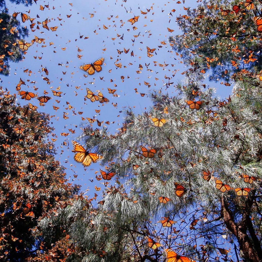The Economist on Instagram: “In early autumn, clouds of Monarch butterflies make their astonishing annual fligh. Aesthetic wallpaper, Nature aesthetic, Instagram