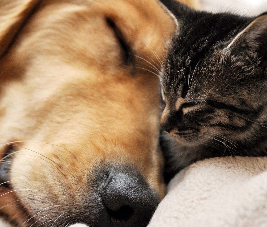 Cute Dog And Cat Wallpaper