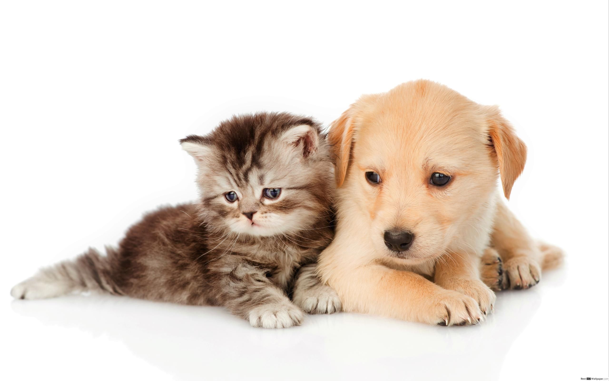 Cat And Dog Wallpaper HD Wallpaper & Background Download
