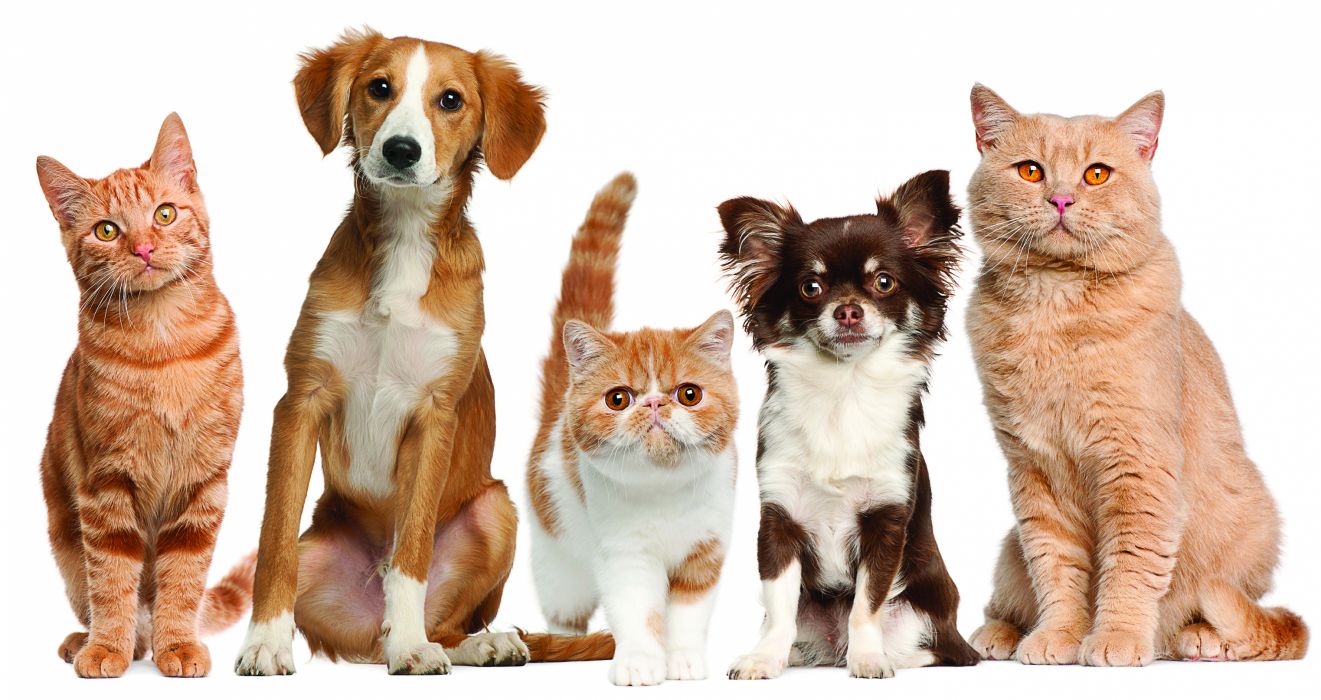Cats dogs pets wallpaperx1614