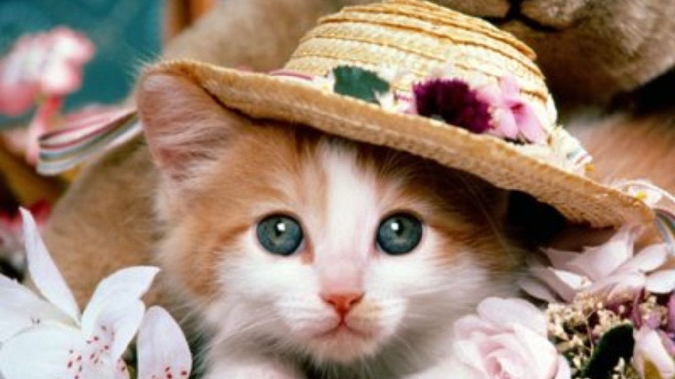 Cat And Dog Wallpaper