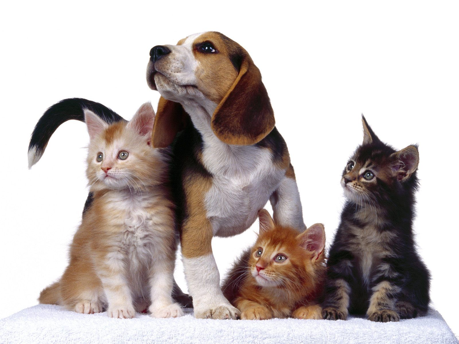 Dogs Wallpaper: three cats and a dog wallpaper