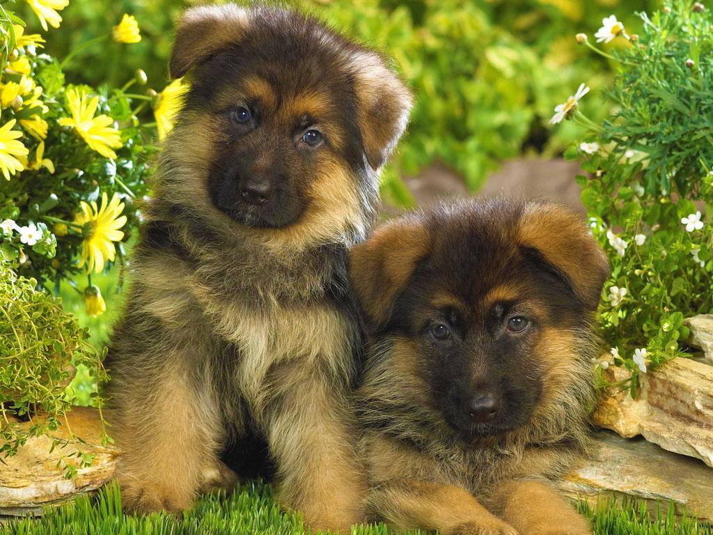 Cats and Dogs Wallpaper HD for Android