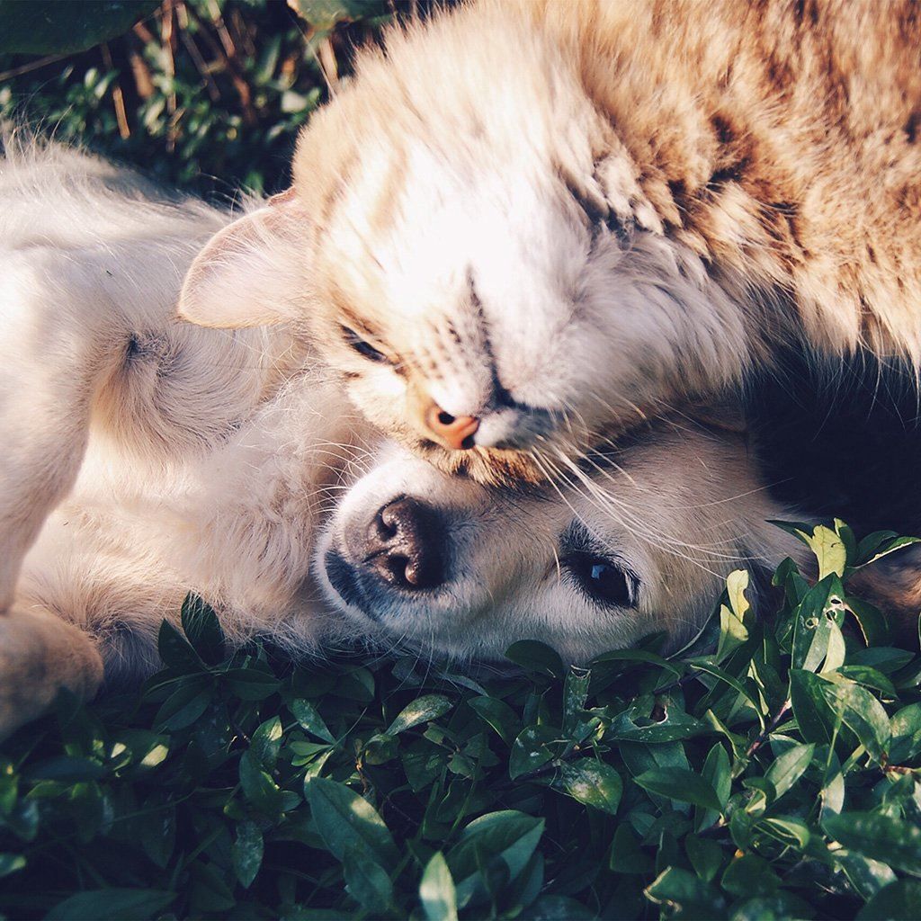 Cat And Dog Animal Love Nature Pure iPad Wallpaper Free Download
