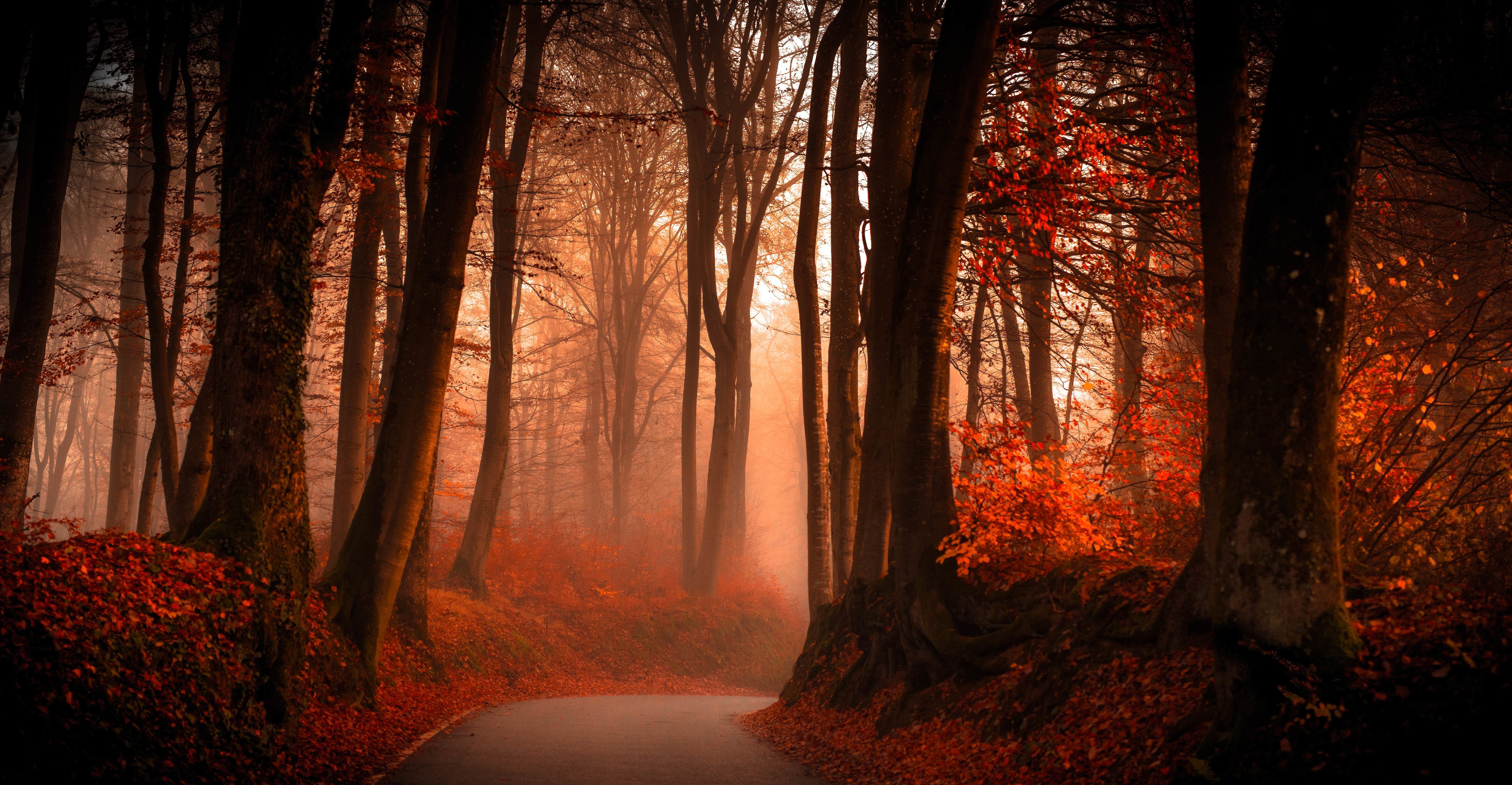 Autumn in the forest HD wallpaper. Weather. Forest