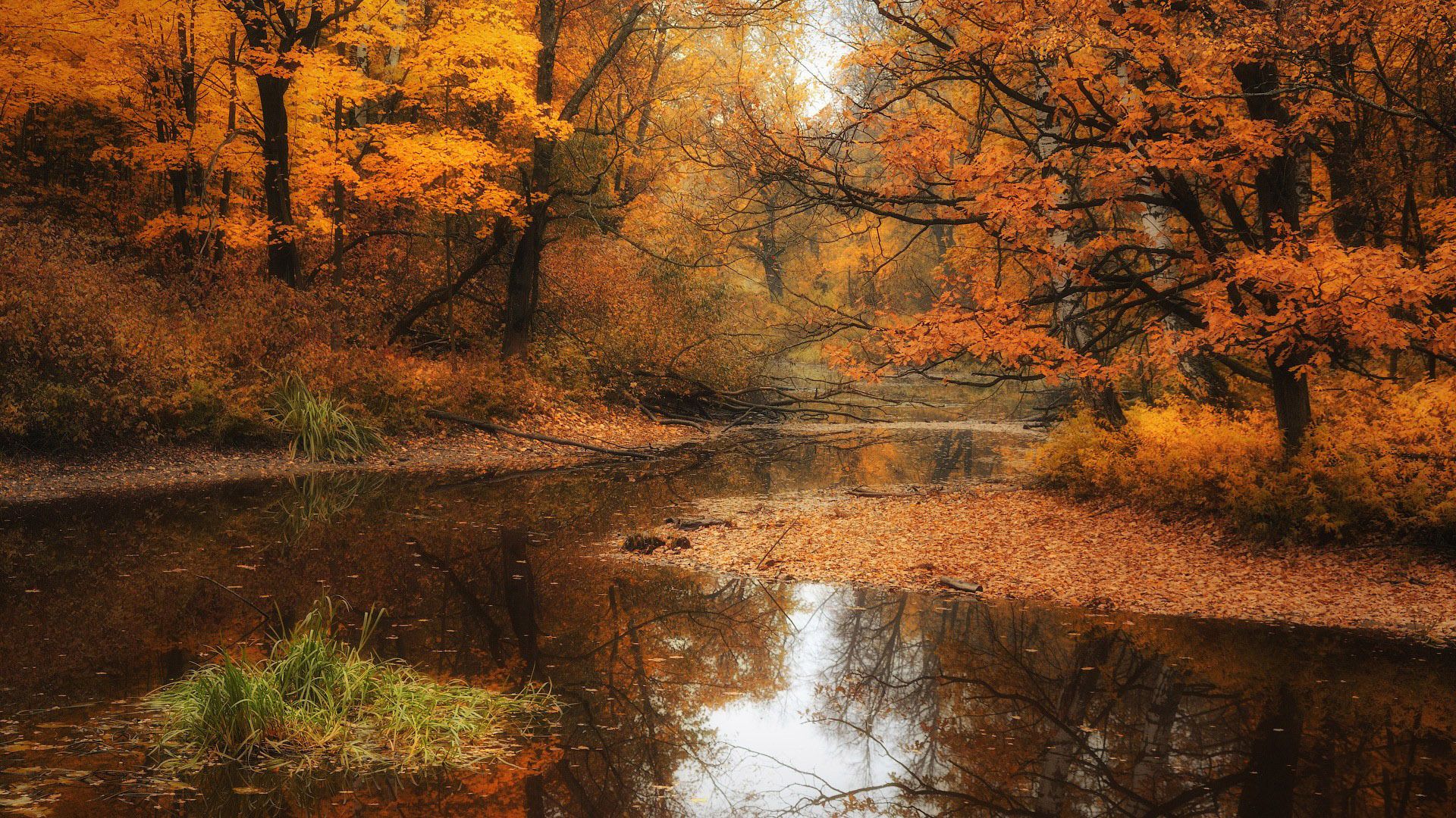 Shallow Stream In The Autumn Forest Nature Hd Wallpaper 1920x1080 3833