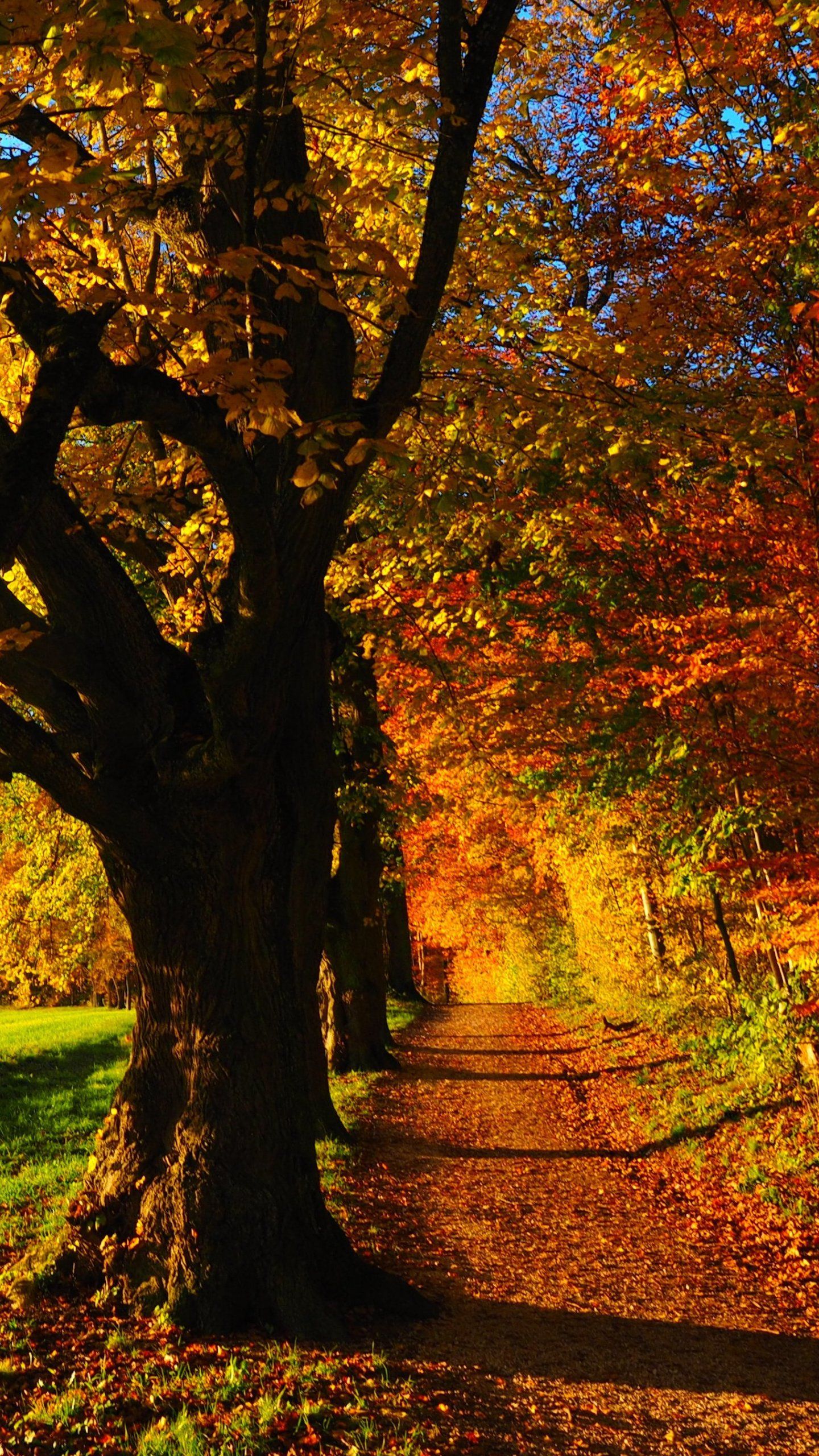 Fall Forest Forest Wallpaper & Background Download