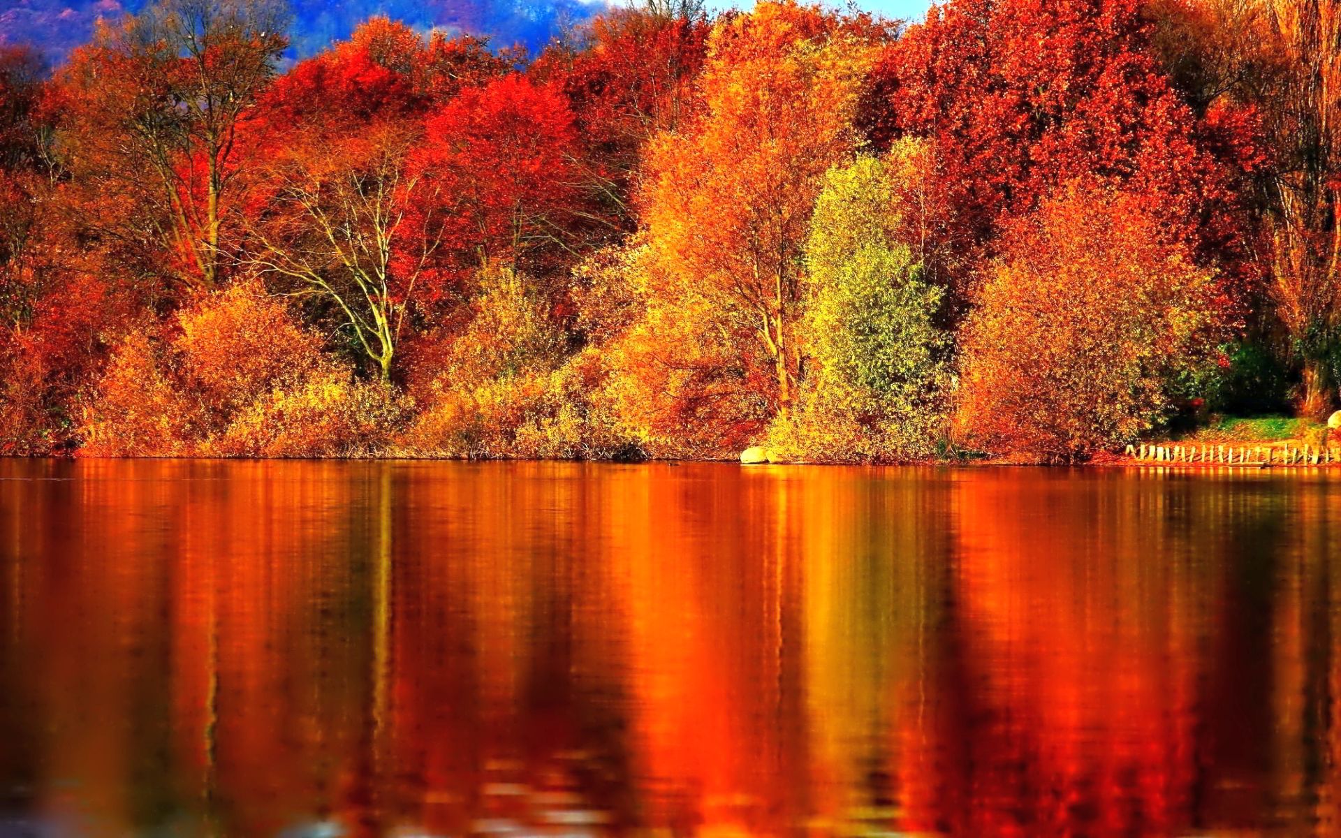 red autumn forest Desktop Wallpaperk HD