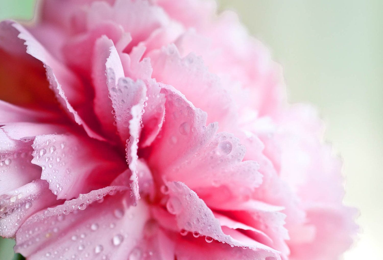 Girly Wallpaper • Girly Wallpaper For Desktop • Wallpaper For You The Best Wallpaper For Desktop & Mobile