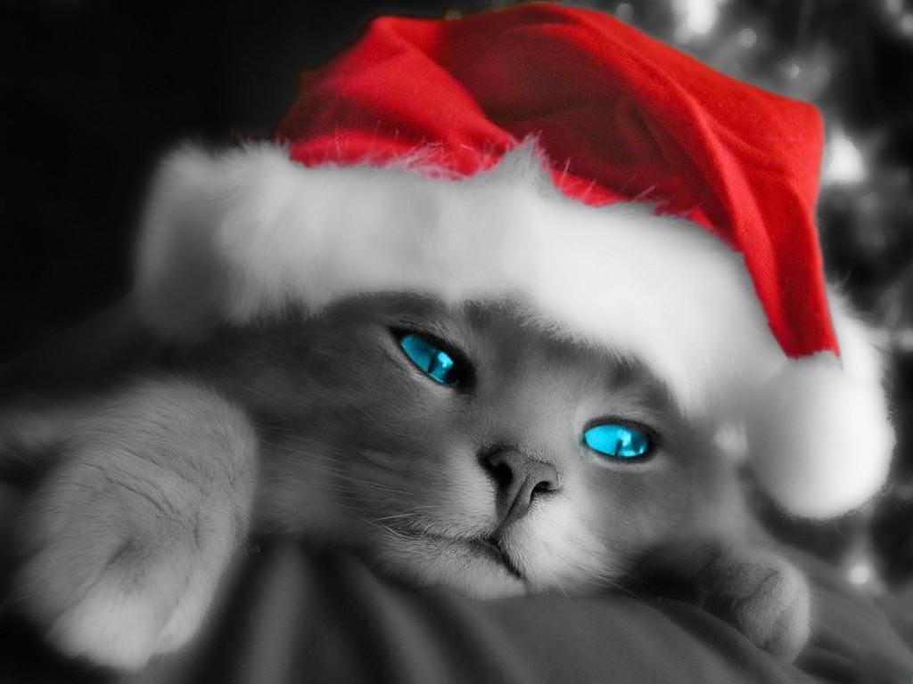 Animal Anime Baby Cat Christmas Free Puter 58835 Wallpaper wallpaper