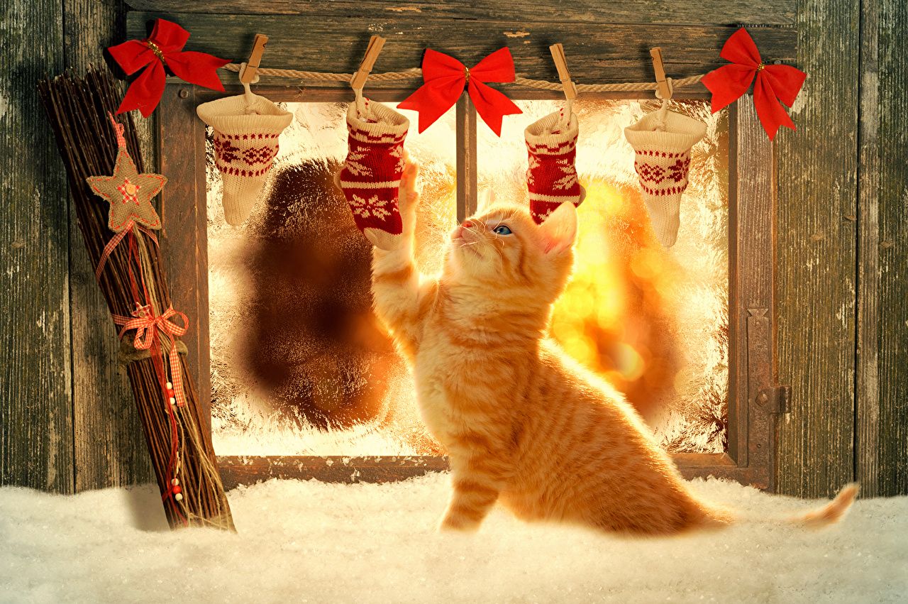 Cute Merry Christmas Wallpaper Cats Cars Wallpaper