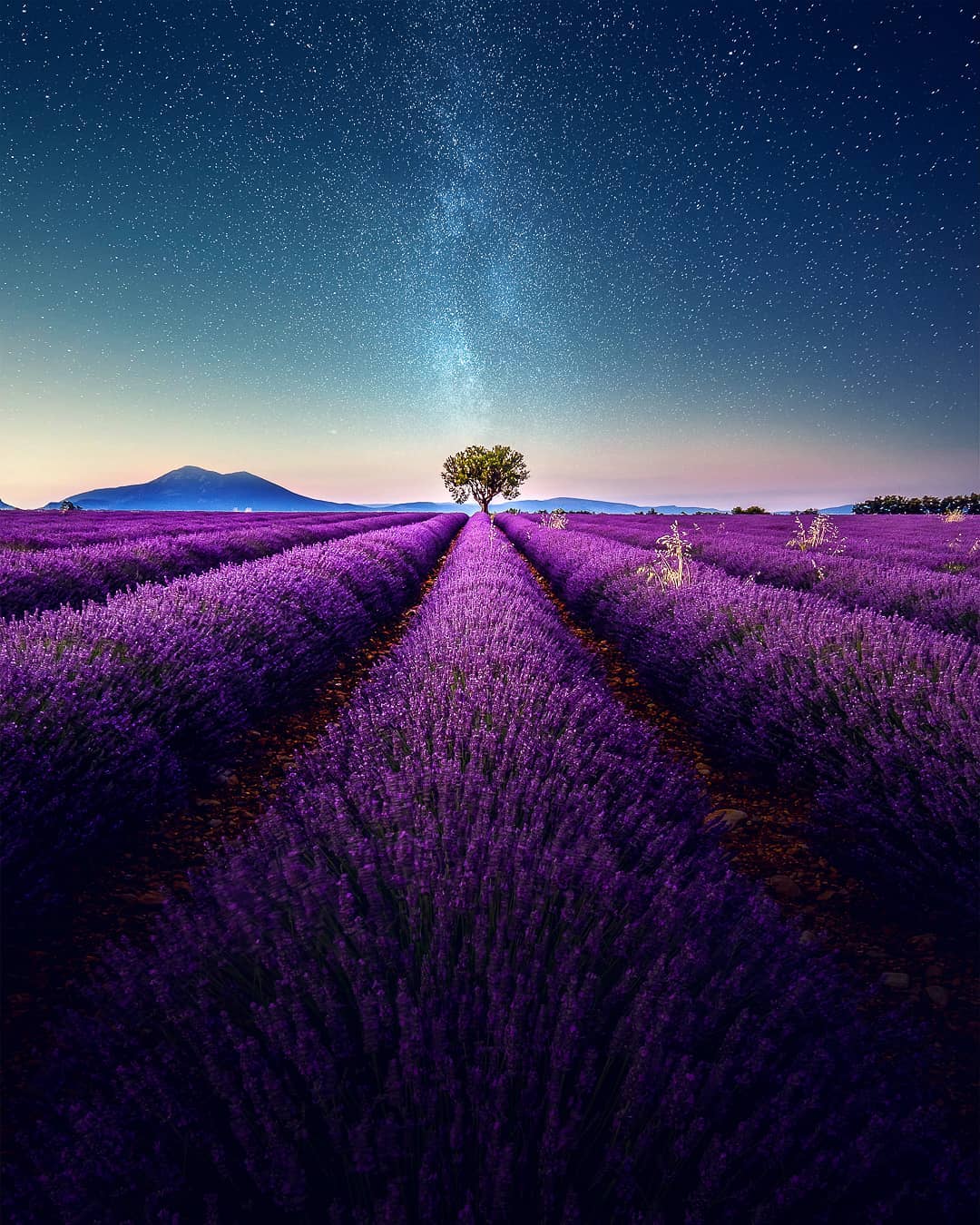 Gorgeous Image of French Lavender Fields at Night