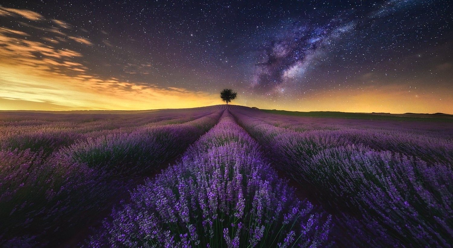 photography, Landscape, Nature, Lavender, Field, Flowers, Starry Night, Milky Way, Trees, Long Exposure, Lights, Clouds Wallpaper HD / Desktop and Mobile Background