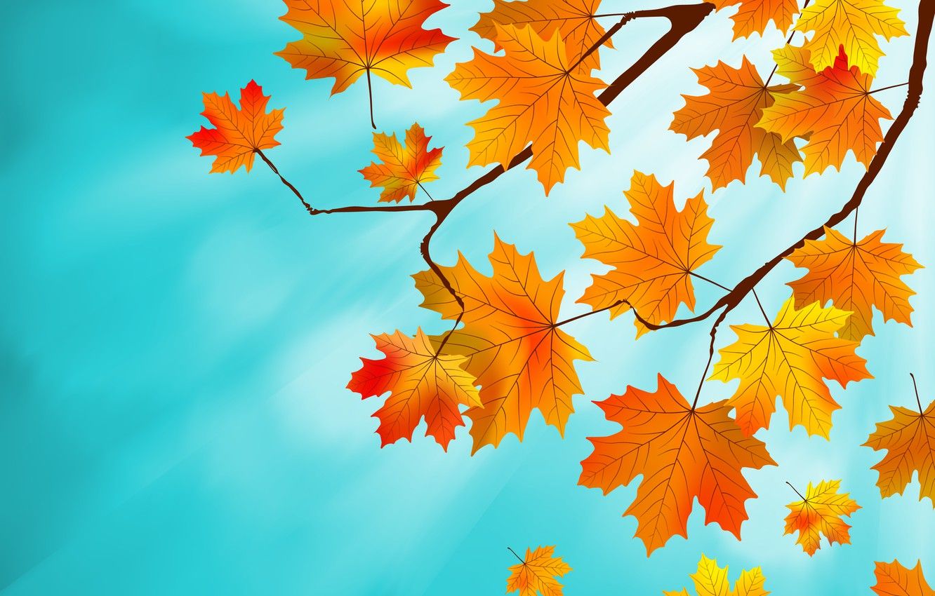 Wallpaper leaves, background, autumn, leaves, autumn, maple image for desktop, section природа