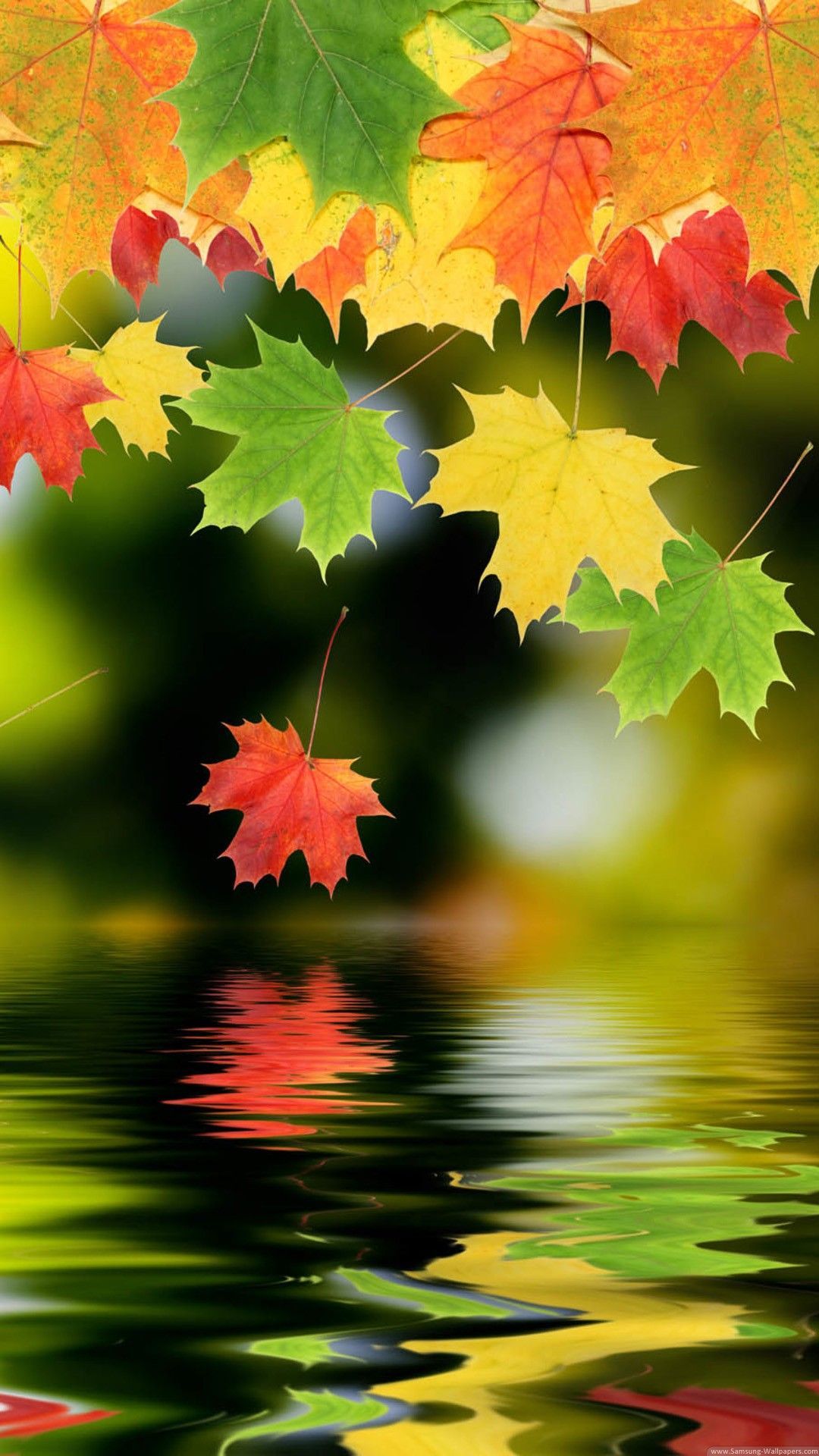 Colorful Autumn Maple Leafs HD Android and iPhone Wallpaper Background and Lockscreen 4K. Nature wallpaper, Fall wallpaper, S5 wallpaper