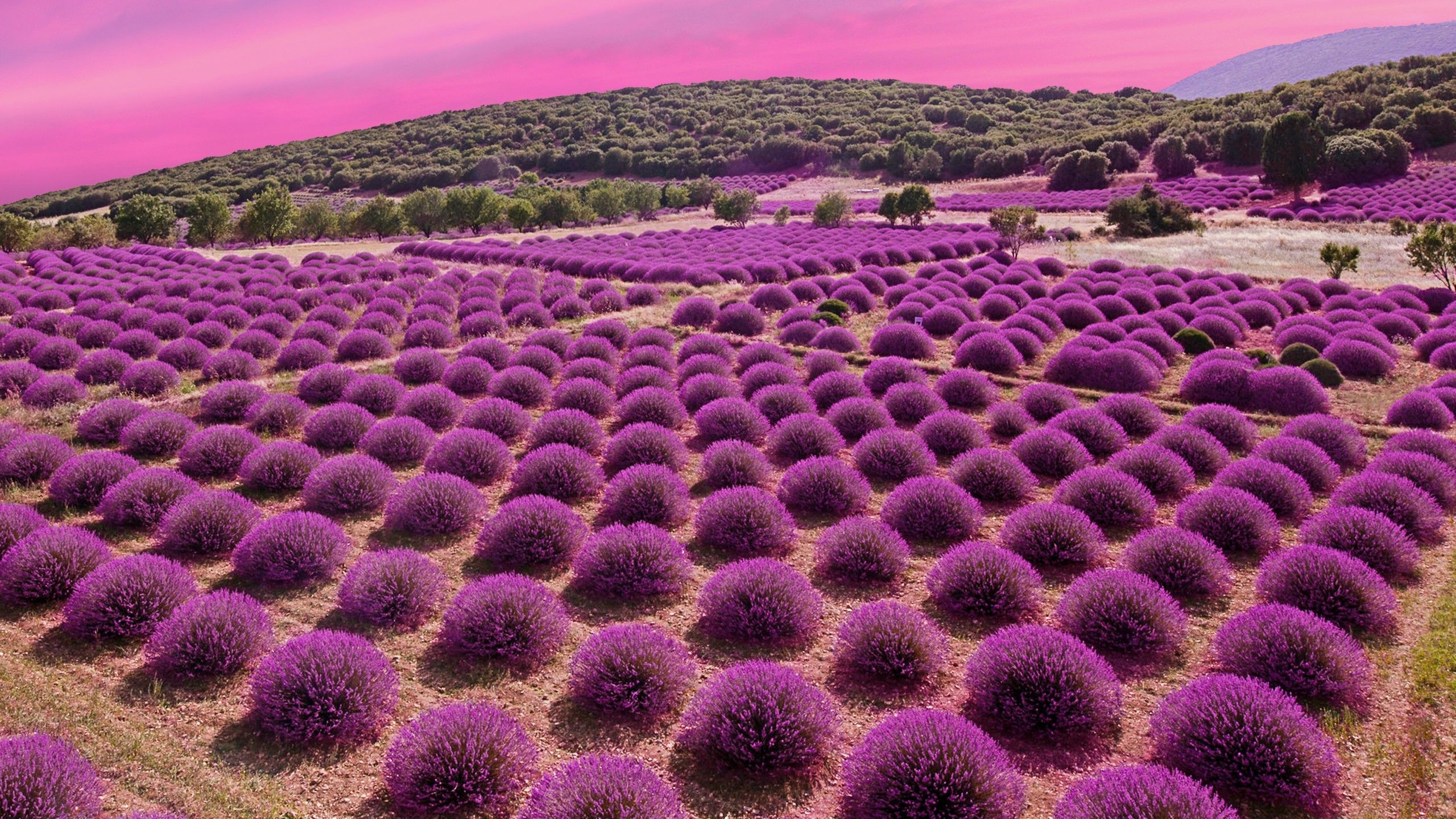 Lavender Fields 4K Wallpaper, Landscape, Pink sky, Garden, Blossom, Nature