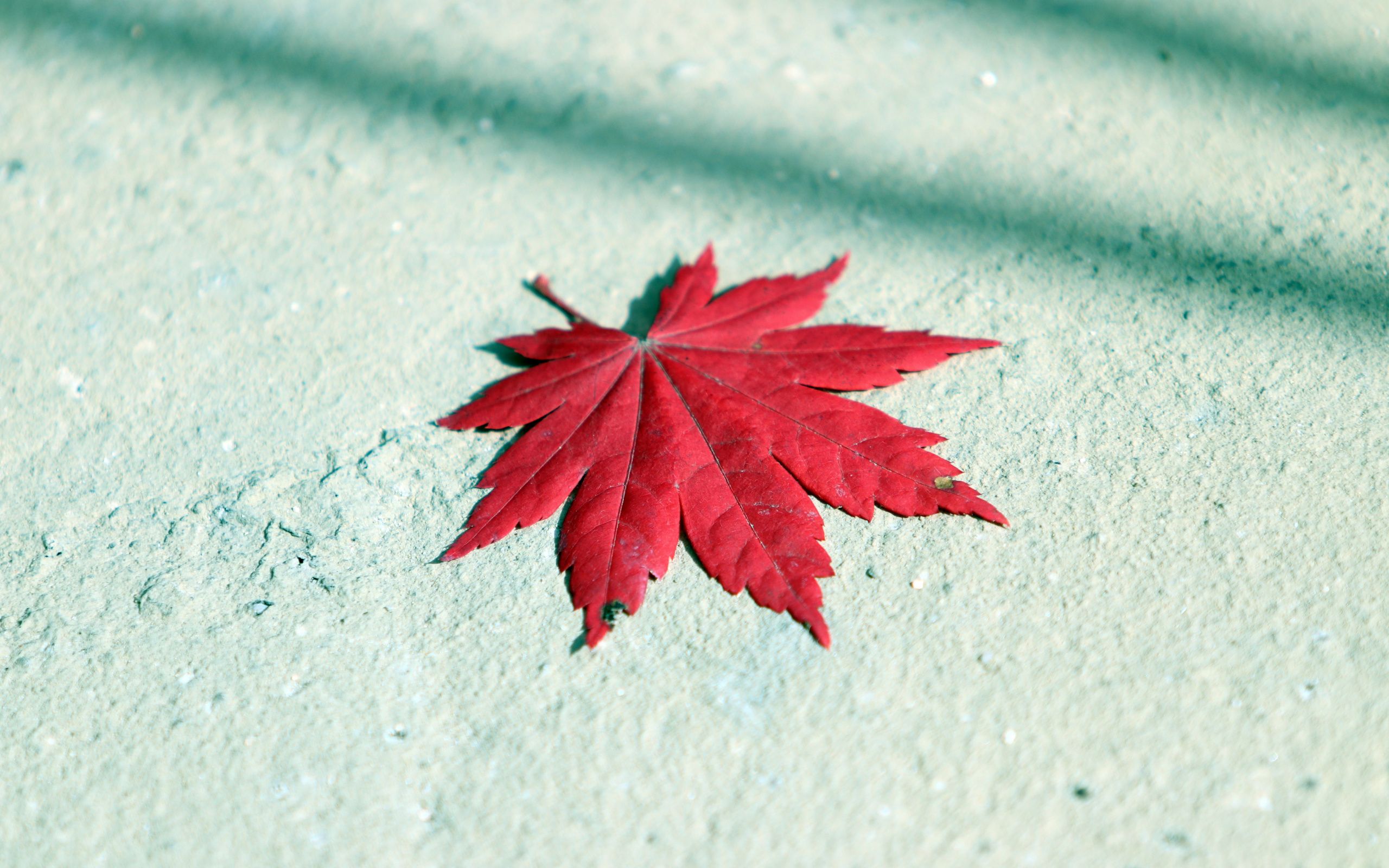 Download Autumn, maple leaf, red wallpaper, 2560x Dual Wide, Widescreen 16: Widescreen