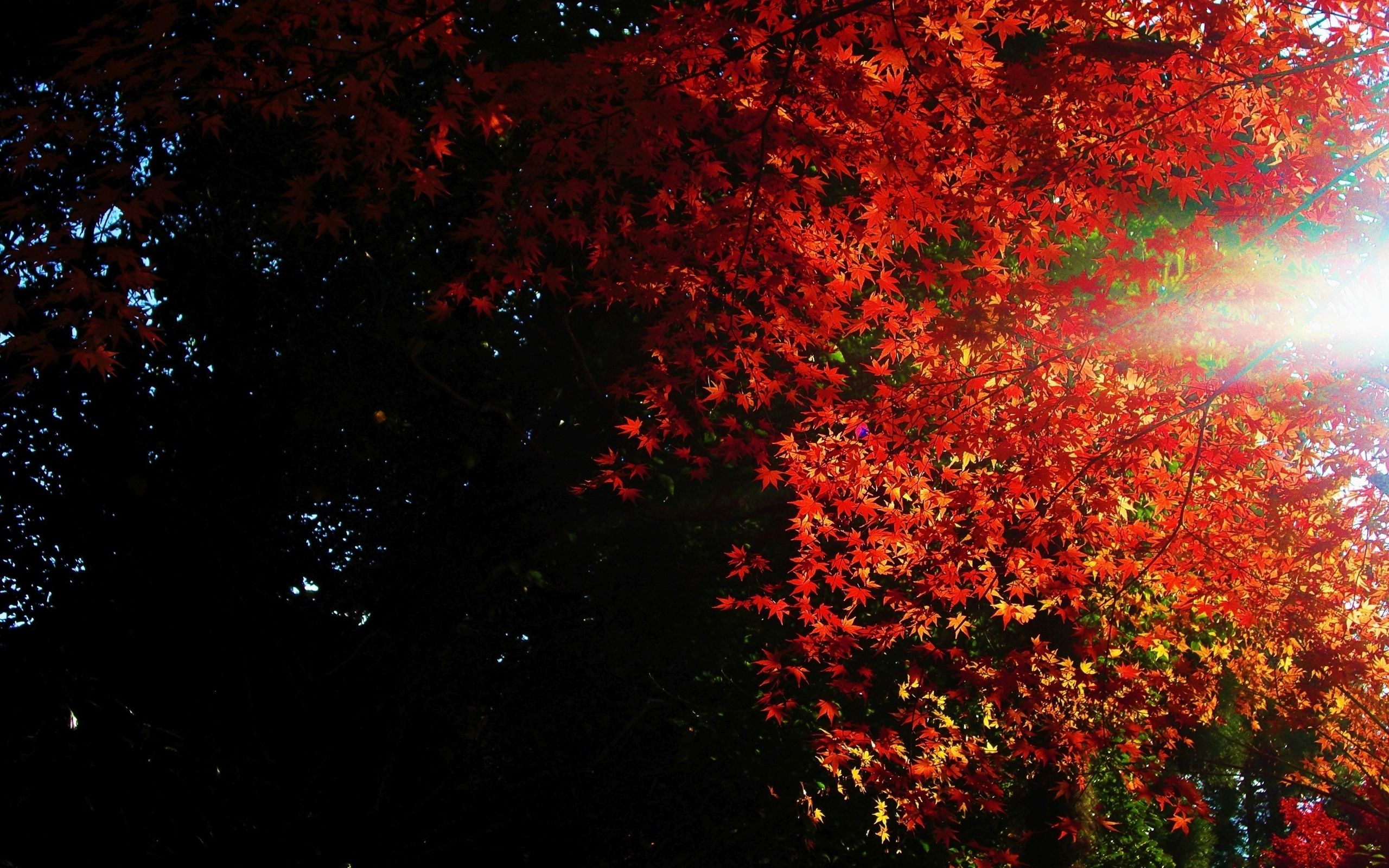 Autumn maple leaves in the trees wallpaper wallpaper
