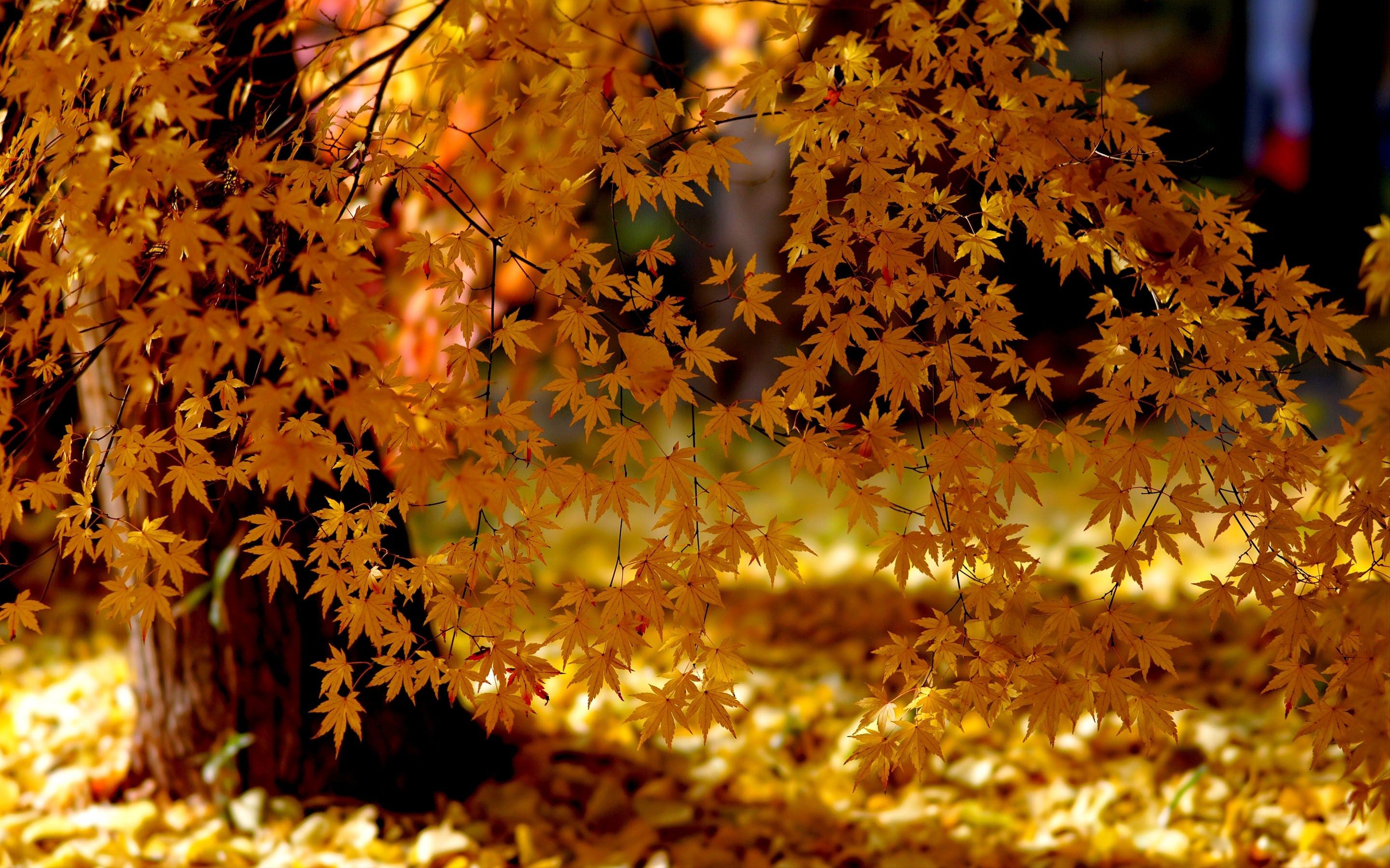 Autumn Maple Tree Wallpaper. Real HD Wallpaper Entertainment