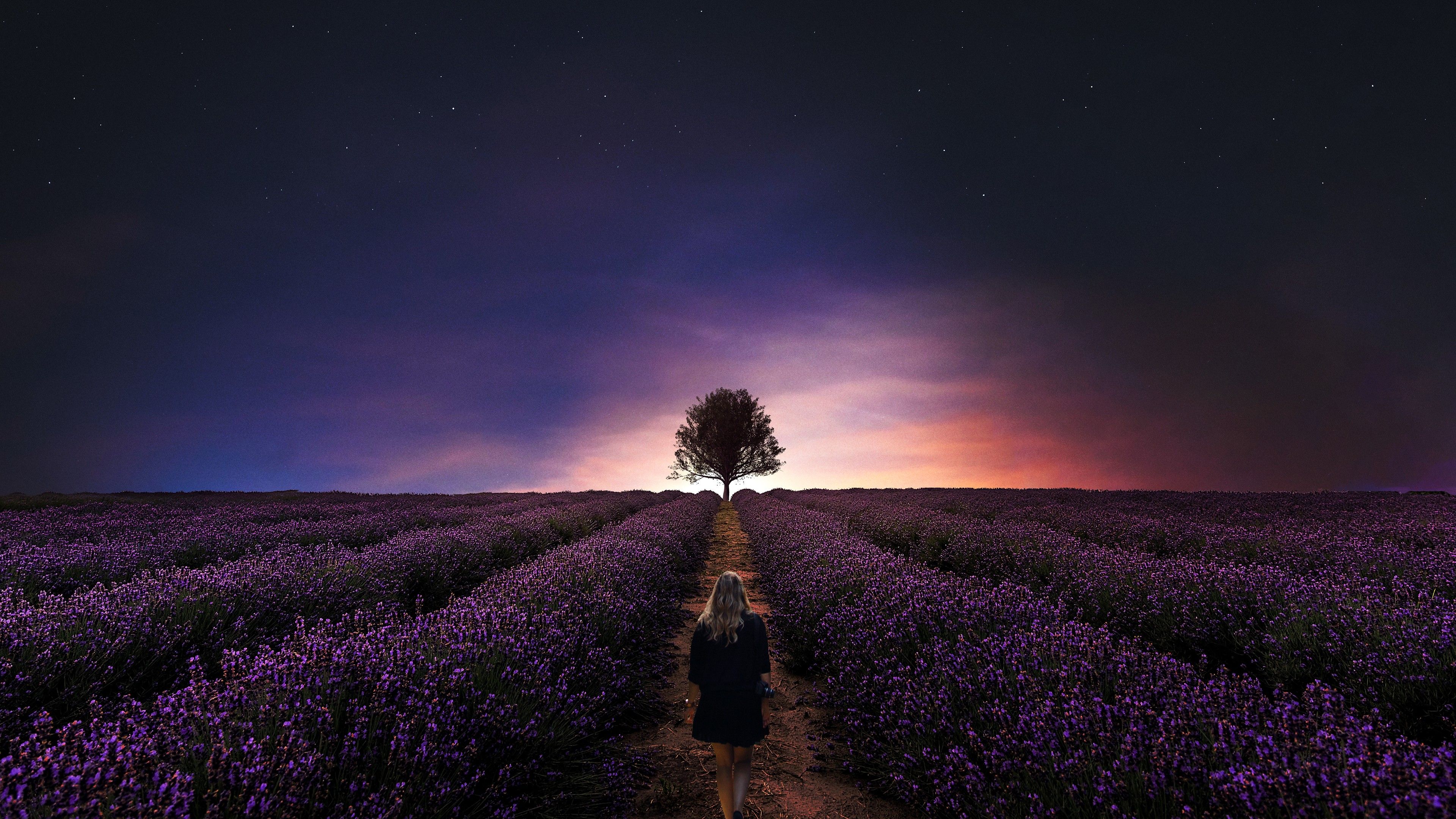 Sunset 4K Wallpaper, Girl, Alone, Lavender Farm, Lavender fields, Woman, Dawn, Evening, Nature