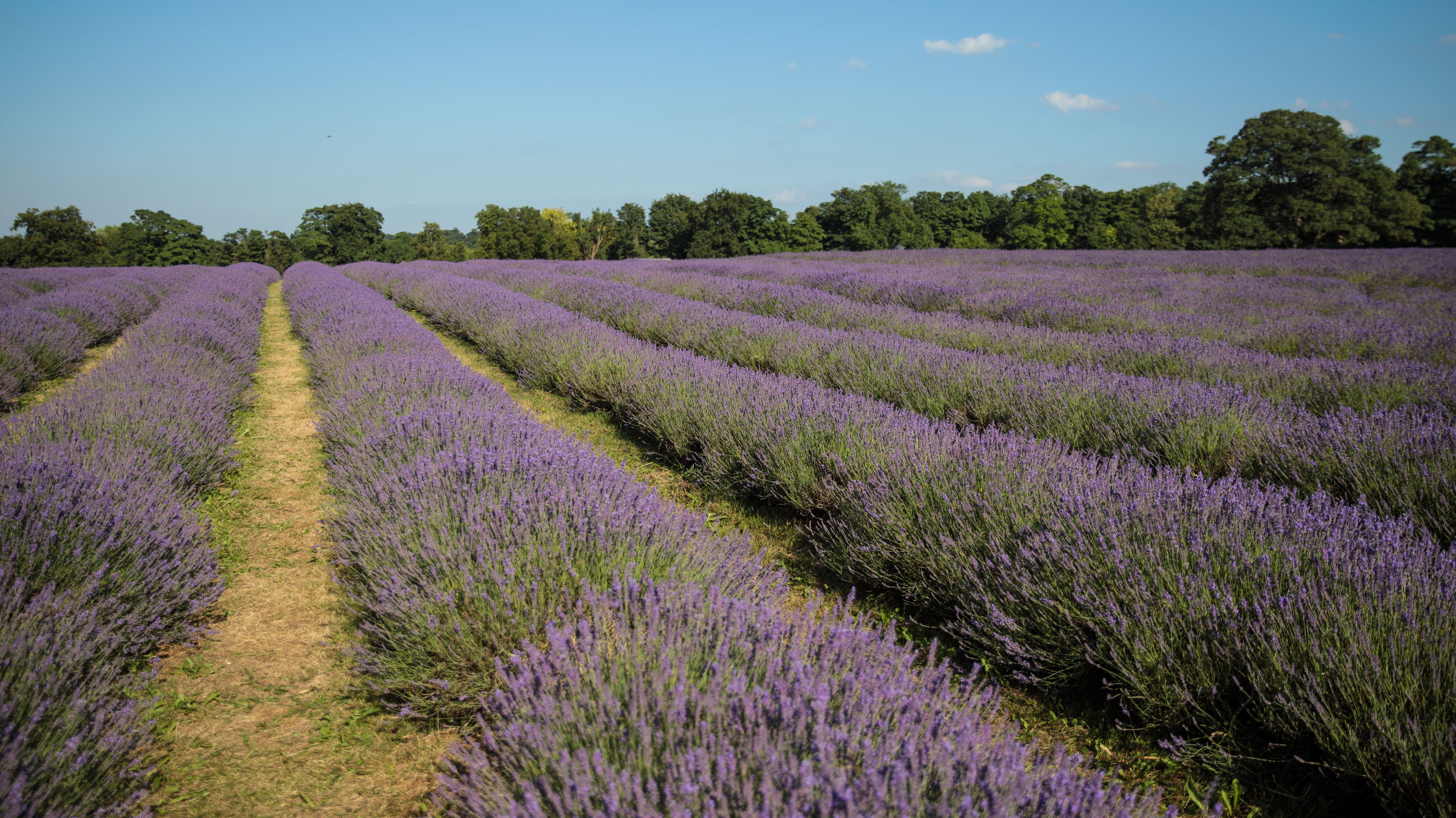 One of the World's Loveliest Lavender Farms Is Just Outside of London
