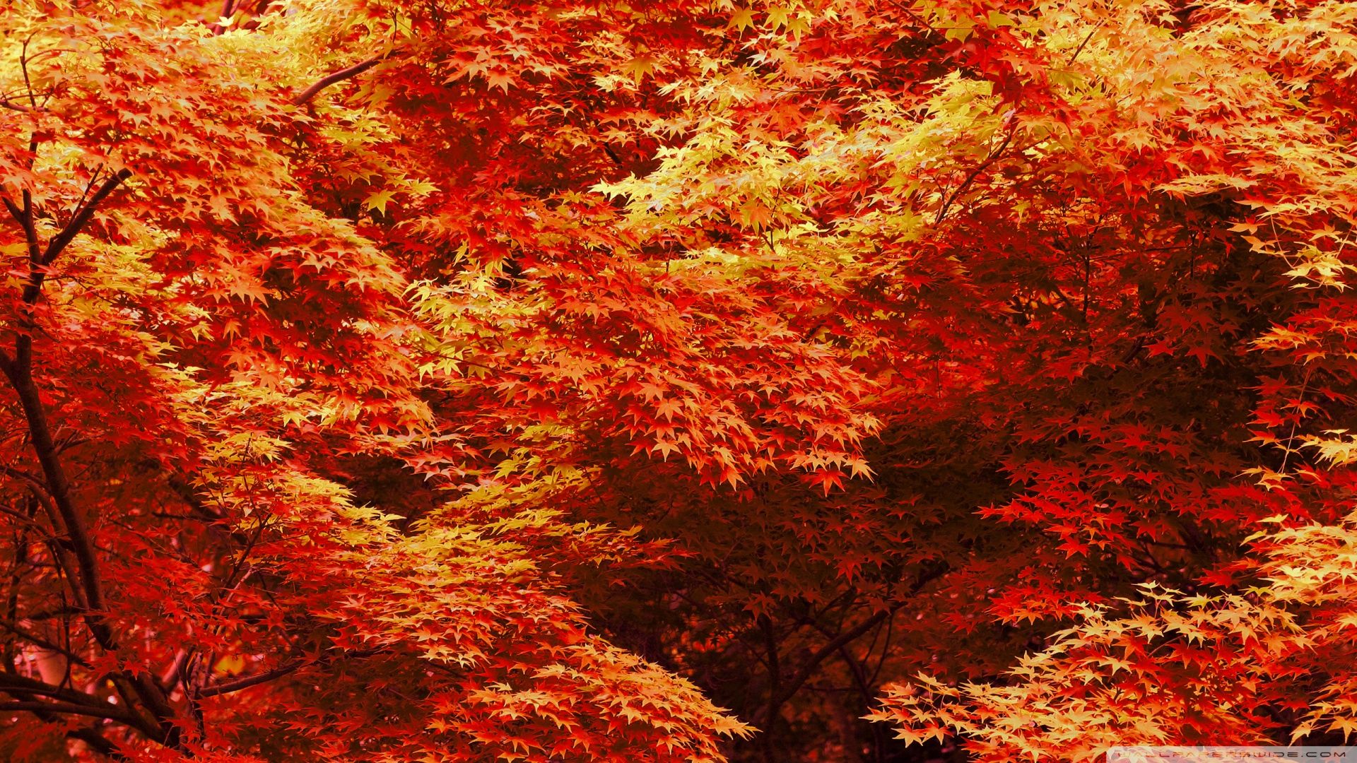 Maple Wallpaper. Red Maple Wallpaper, Japanese Maple Wallpaper and Maple Leaves Wallpaper